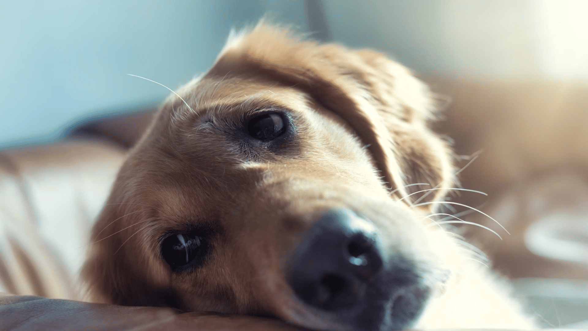 golden retriever resting its head on a sofa with soft sunlight on its face
