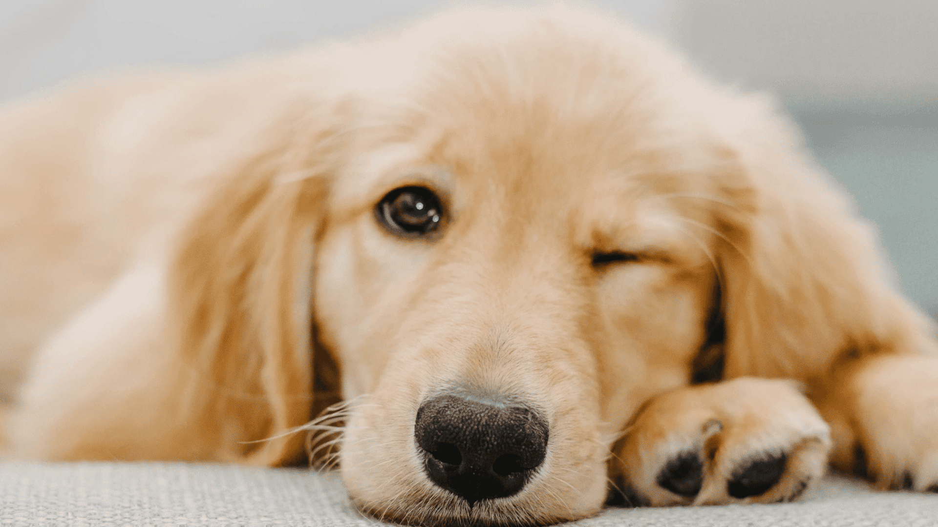golden retriever resting on a sofa with one eye closed and head placed gently on its front paws