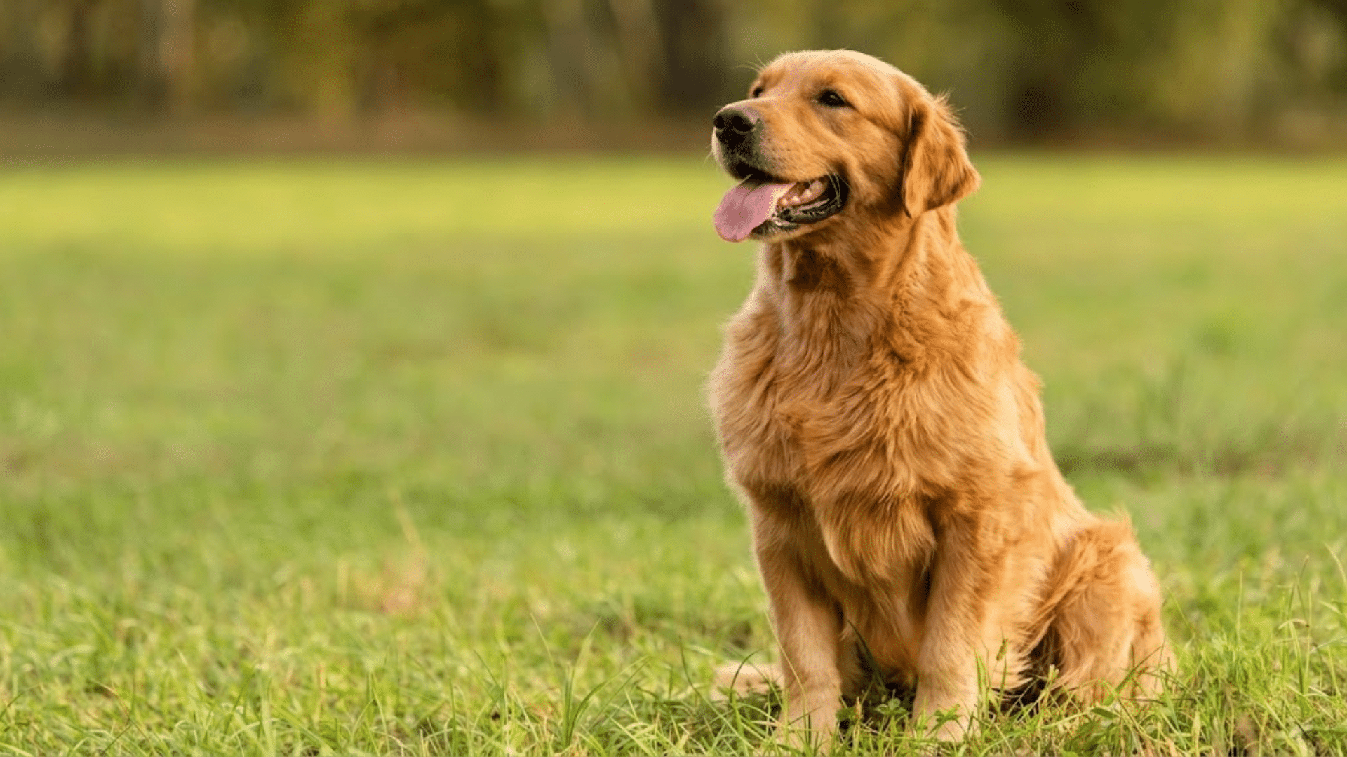 golden retriever sitting on green grass with its tongue out looking ahead in an open field with blurred trees behind