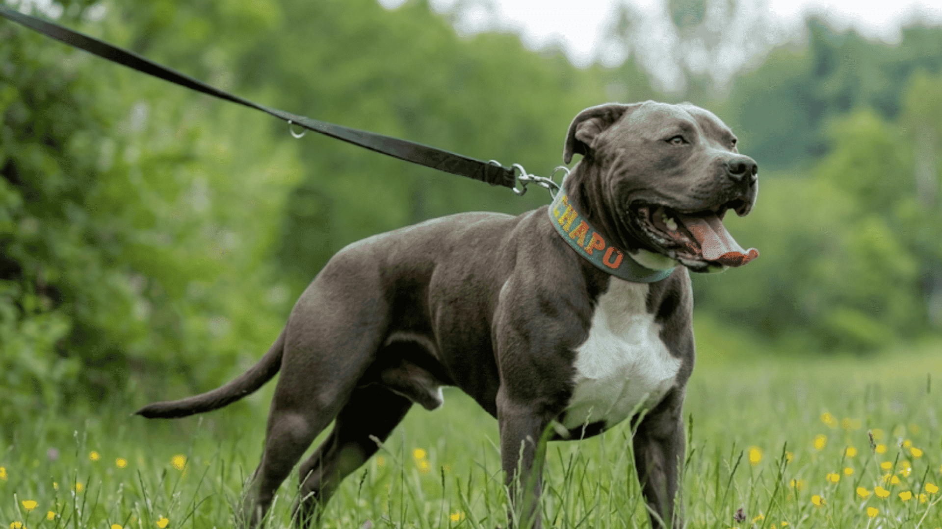 gray pitbull on a leash standing in tall grass wearing a blue collar and looking to the side