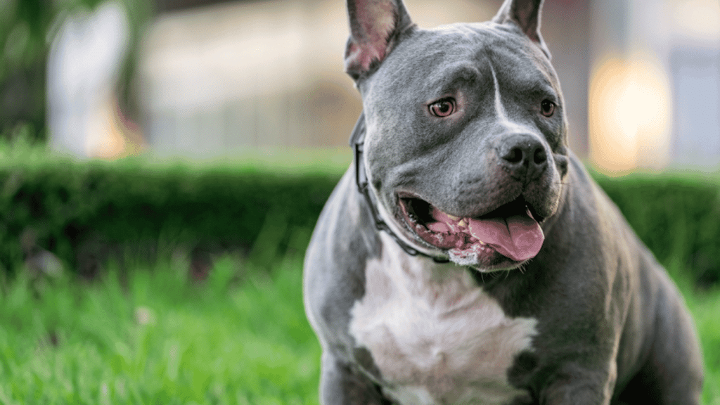 gray pitbull standing in green grass with tongue out and white chest markings in soft outdoor light