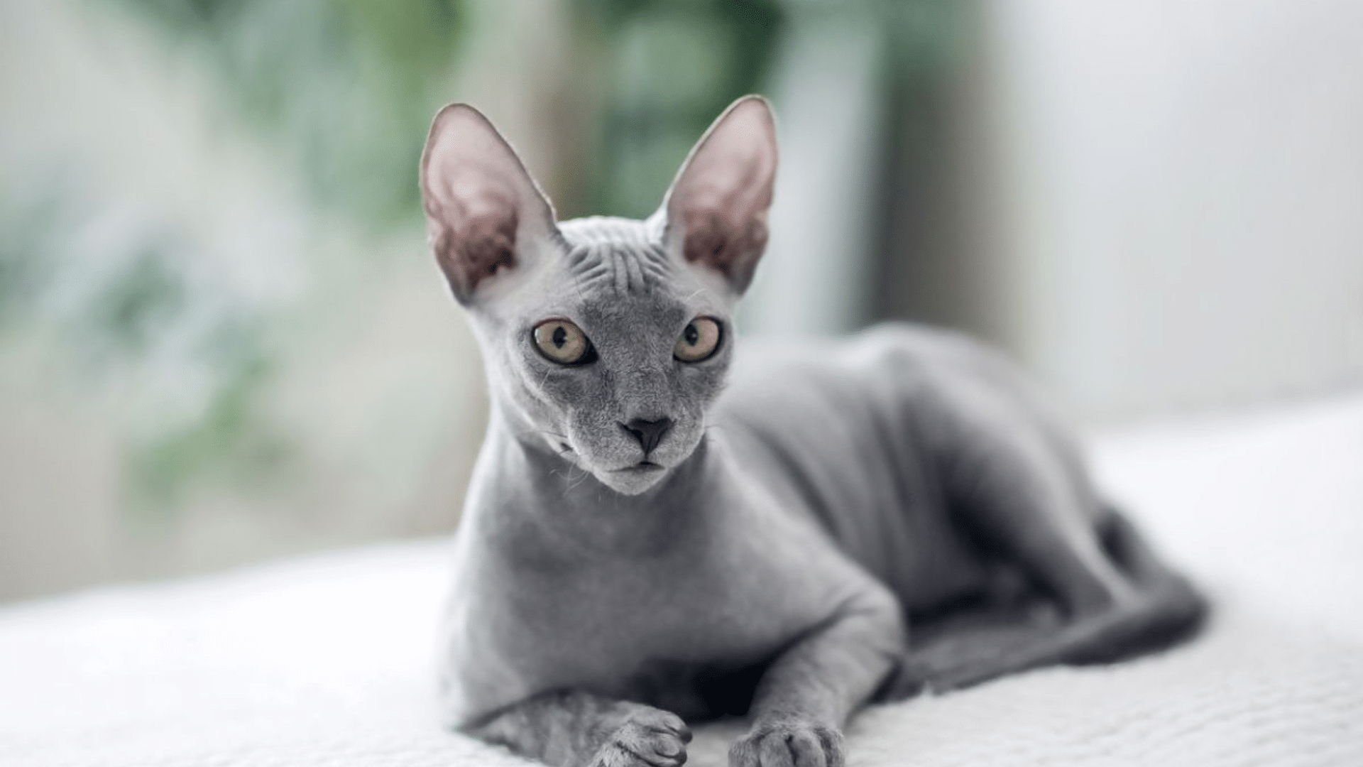 gray sphynx cat lying on a white bed with large ears alert eyes and wrinkled skin in a softly blurred indoor setting