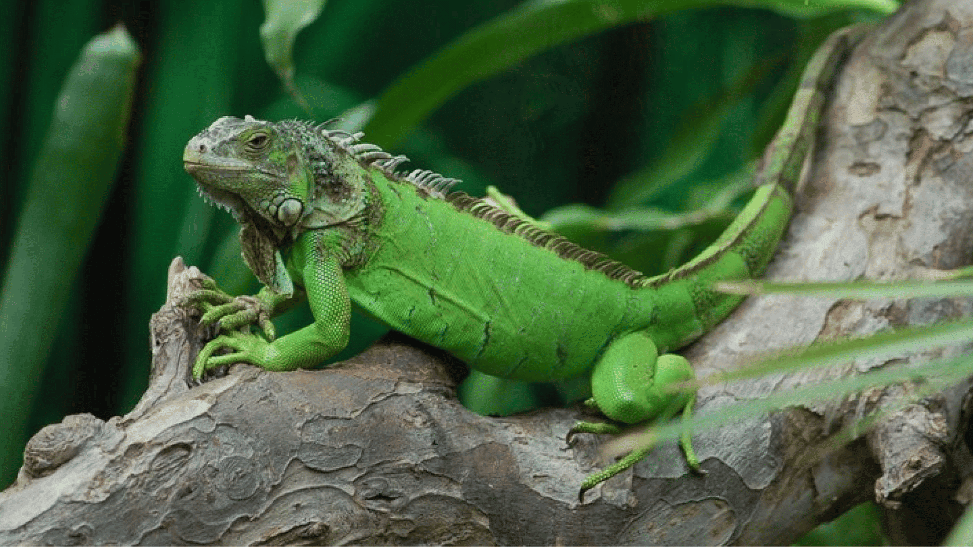 green iguana resting on a tree branch surrounded by lush tropical foliage with textured scales and a spiny back crest