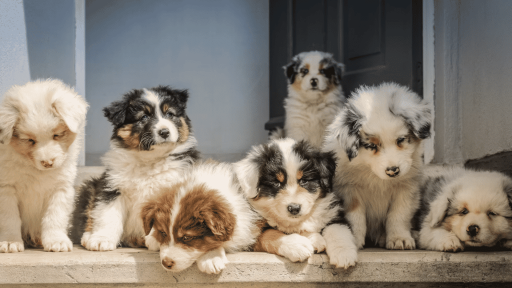 group of fluffy puppies gathered on a doorstep resting and looking around in soft natural daylight