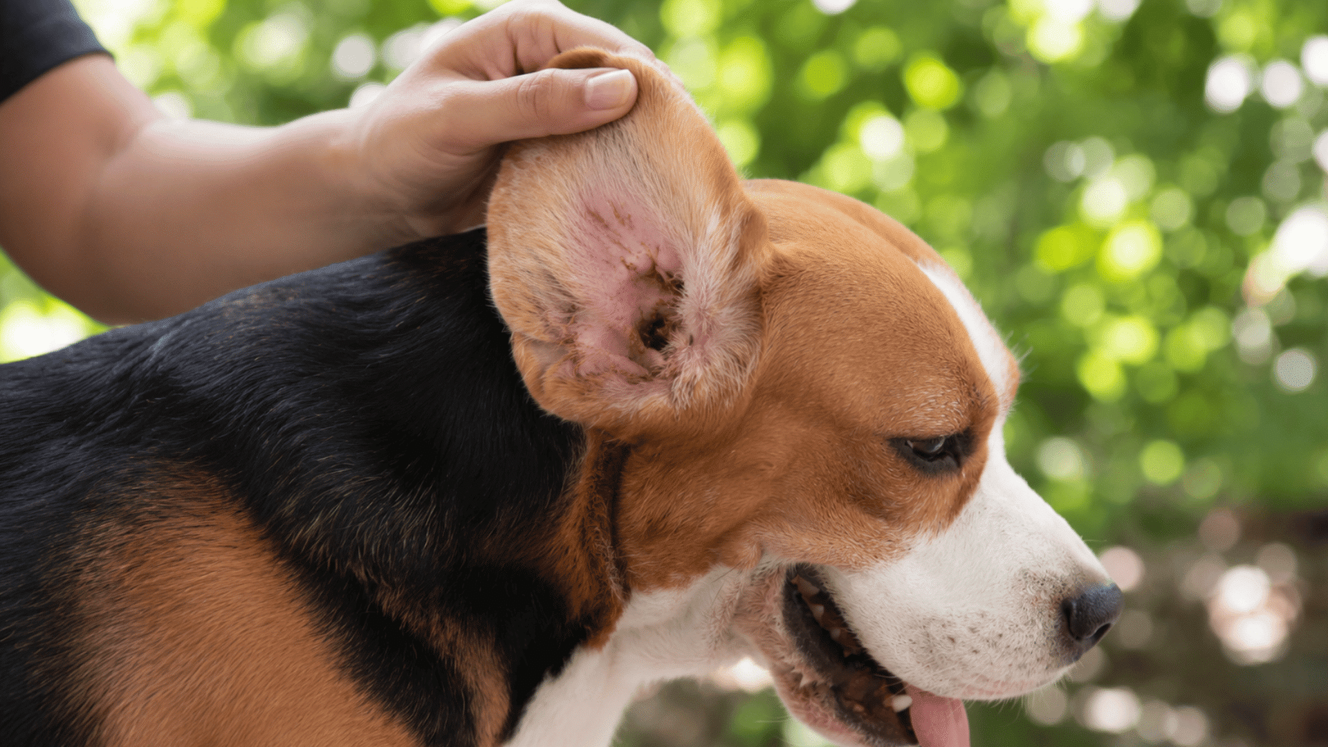 hand lifting a beagles ear to show irritation and wax buildup during an outdoor ear health inspection with green trees behind
