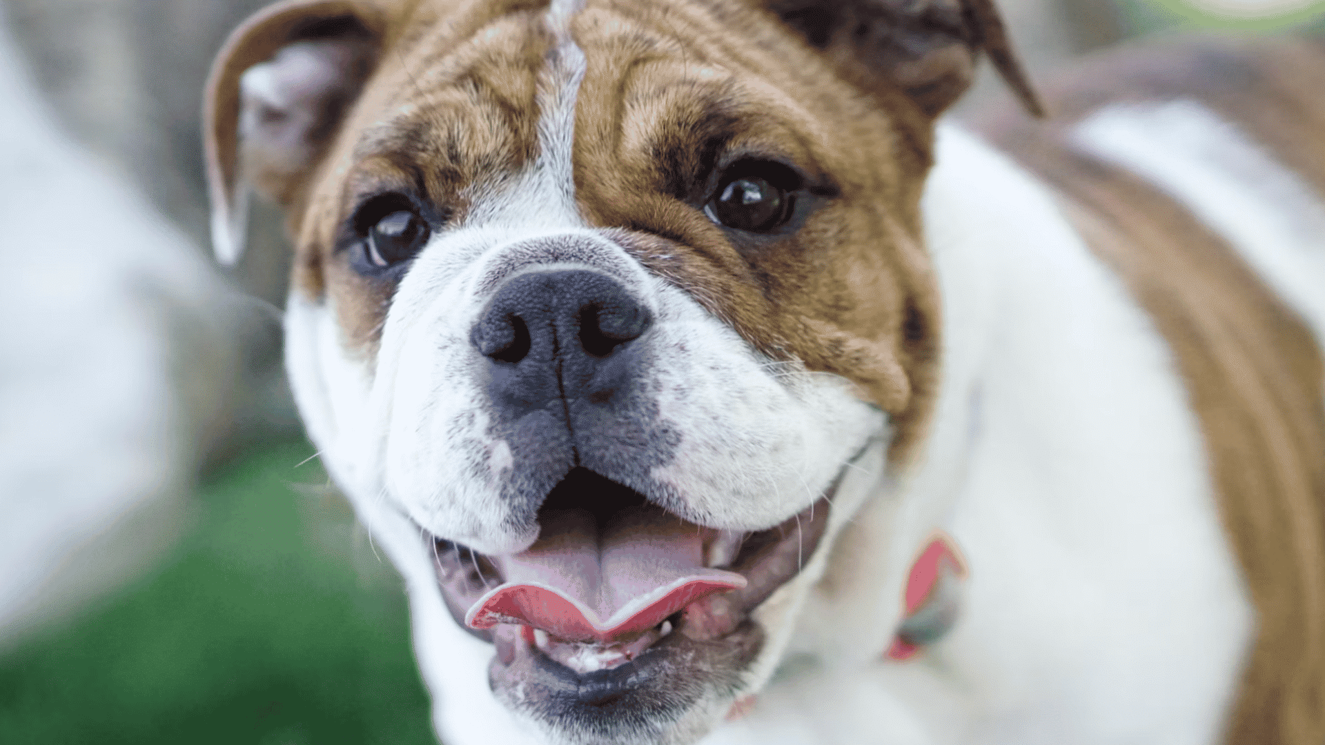 happy bulldog with a brown and white coat looking at the camera outdoors with its tongue slightly out