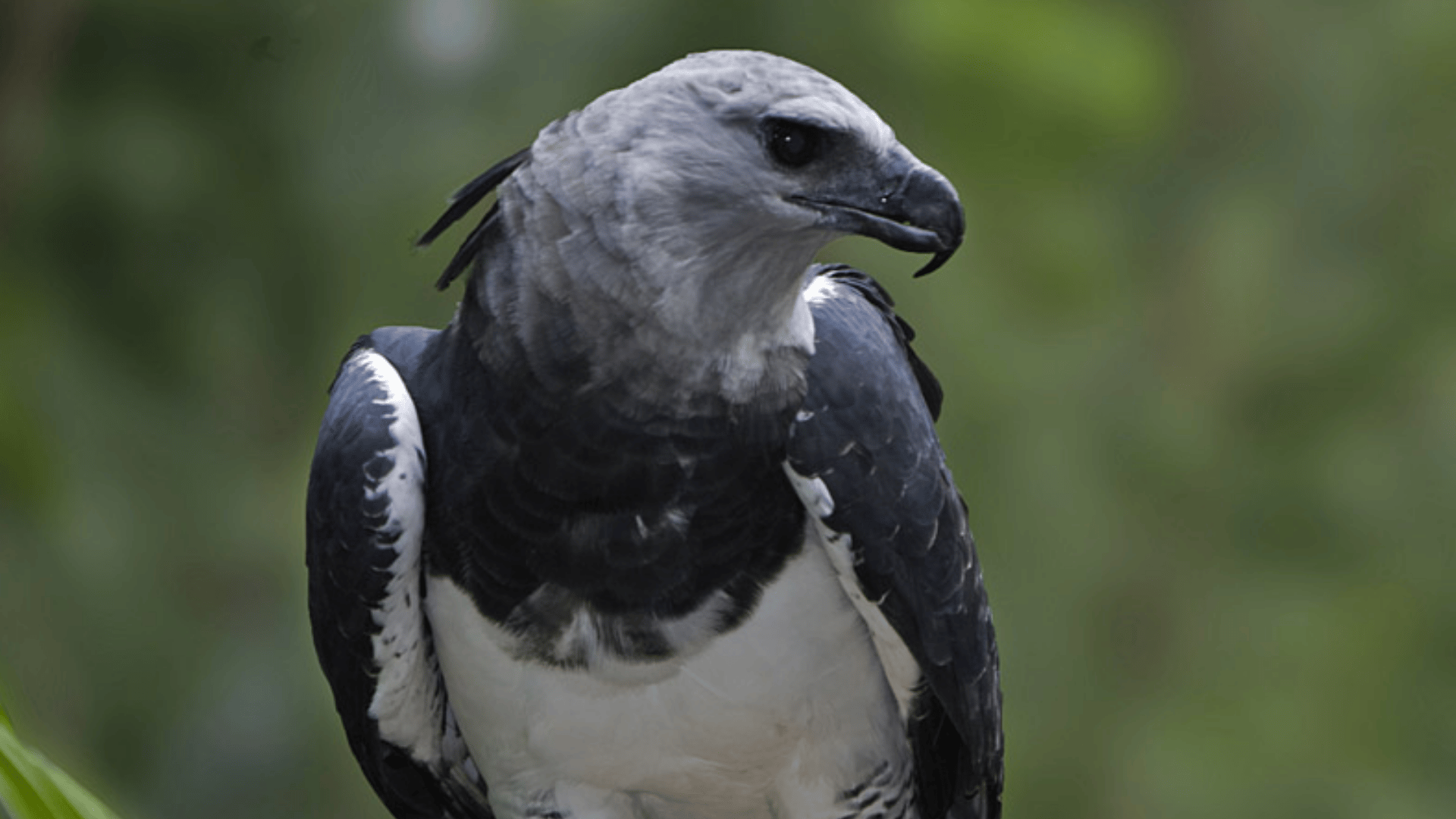 harpy eagle perched on a tree stump holding prey in its talons with a blurred forest background behind it