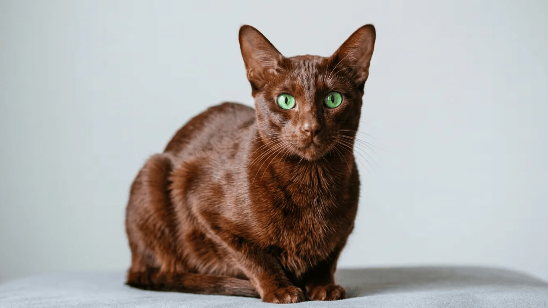 havana brown cat with a rich chocolate coat and bright green eyes sitting indoors against a light background