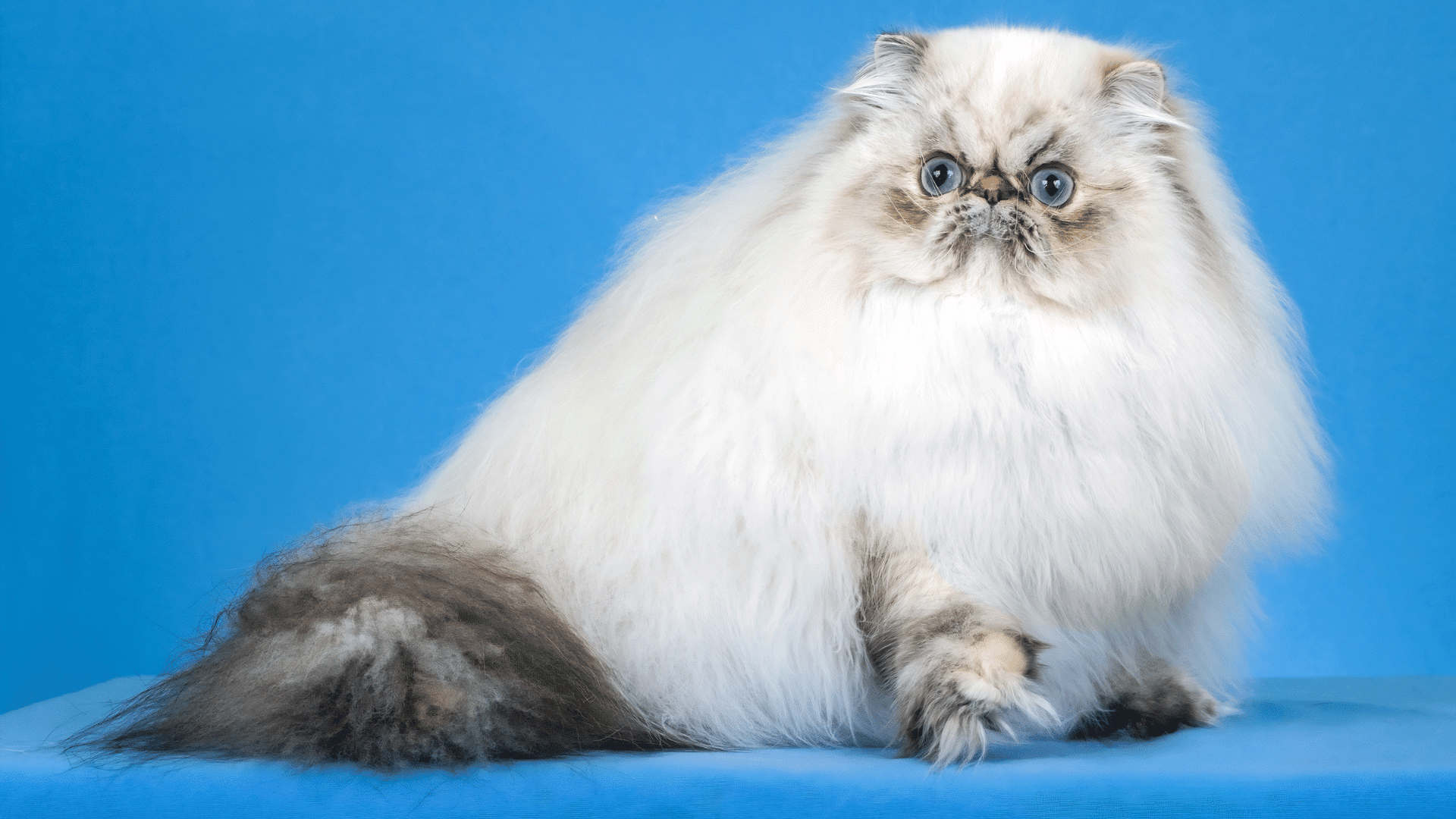 himalayan cat with a fluffy cream coat and blue eyes sitting calmly against a bright blue background