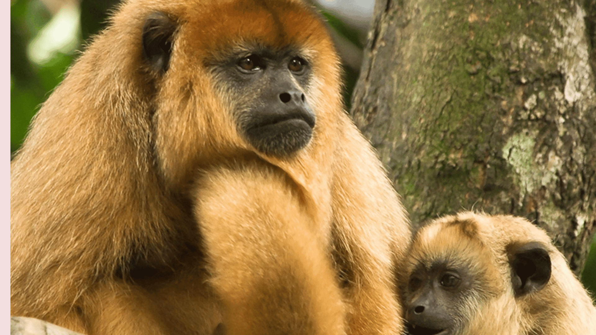 howler monkey and its young resting on a wooden rail beside a tree in a tropical forest setting surrounded by greenery