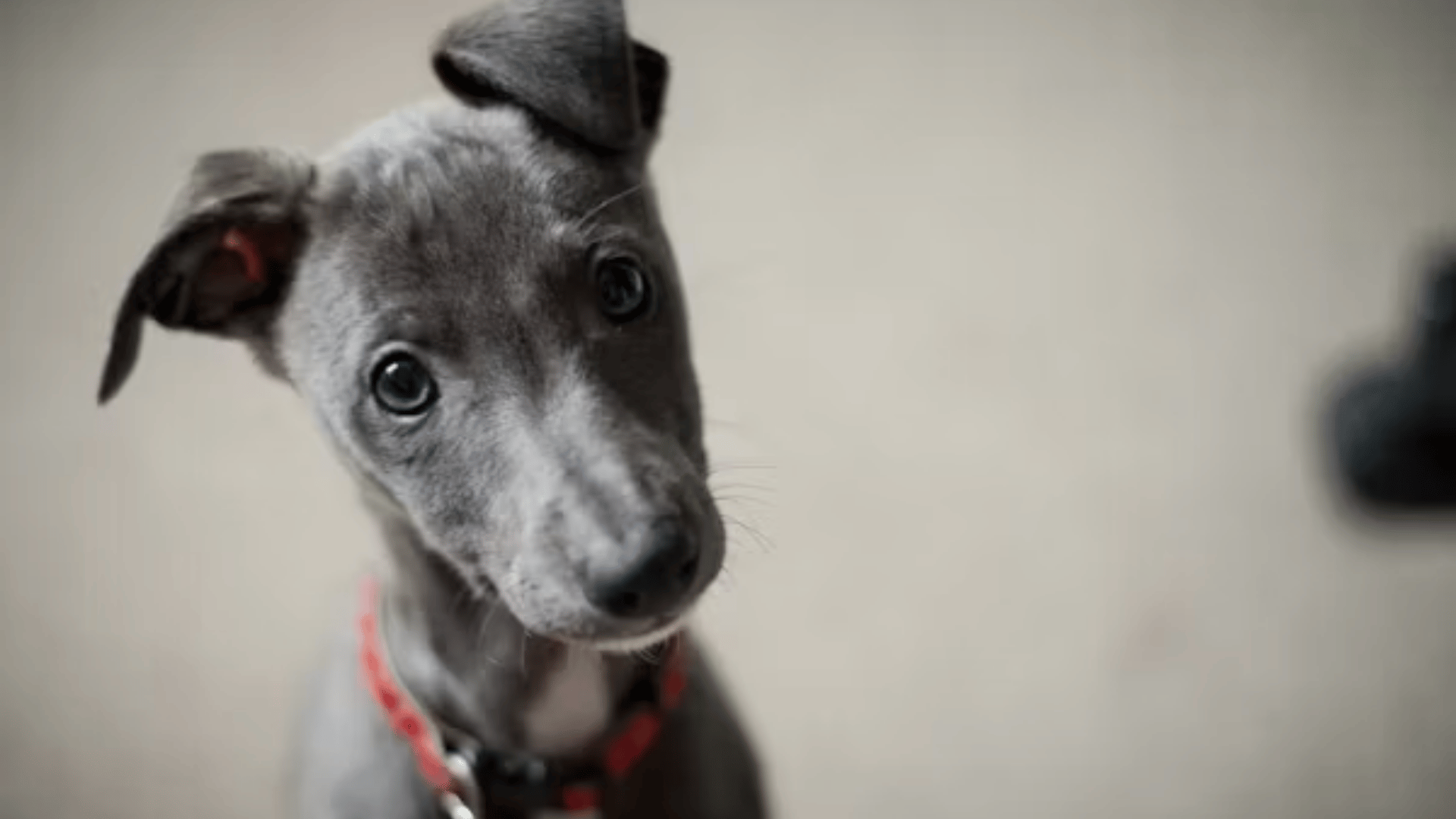 italian greyhound puppy wearing a red collar tilting its head and looking at the camera