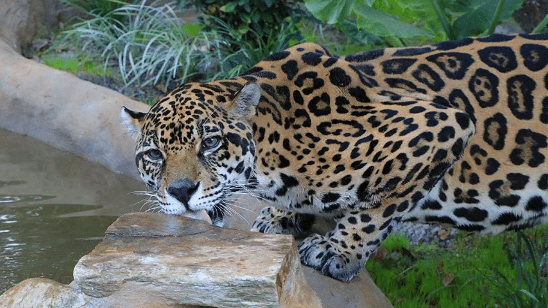 jaguar standing on a forest path surrounded by dense tropical plants and trees while looking ahead calmly