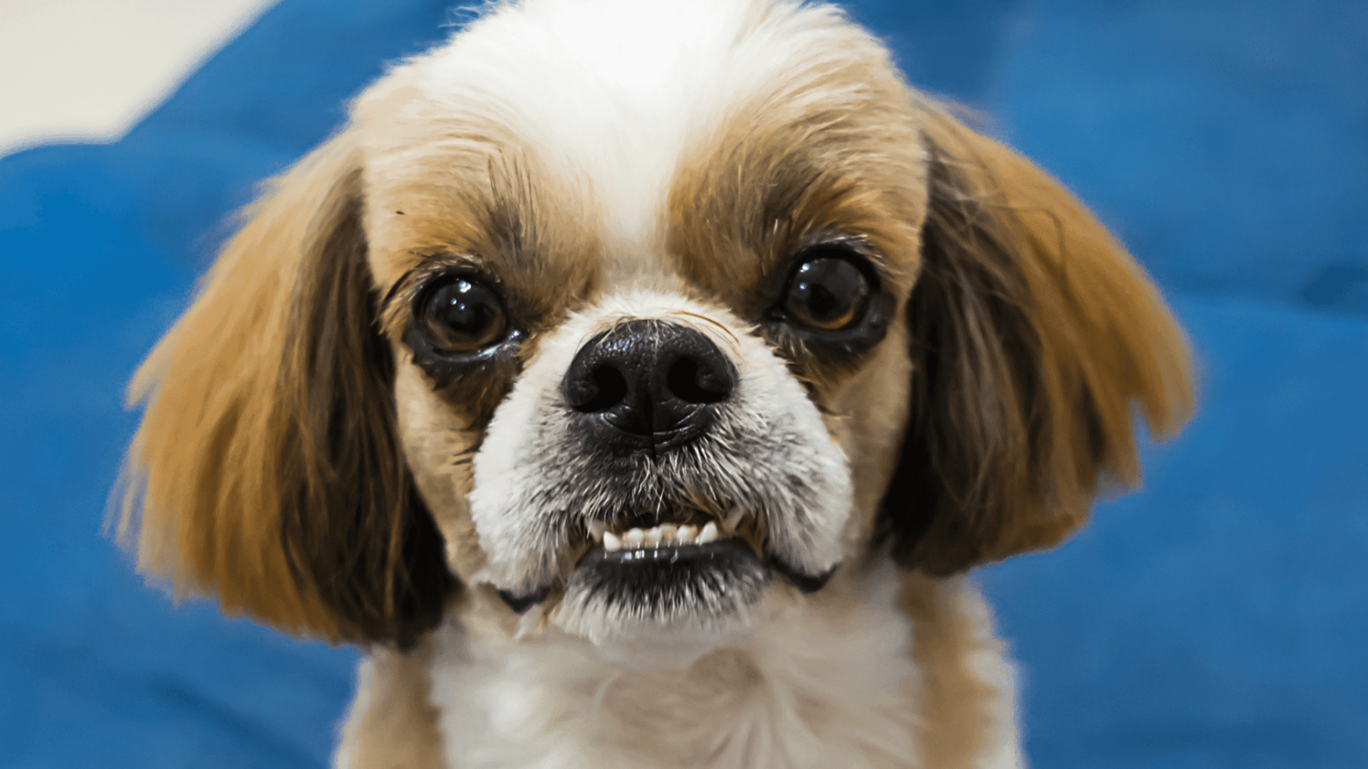 japanese chin with a visible underbite and lower teeth showing looking toward the camera with large dark eyes and floppy ears