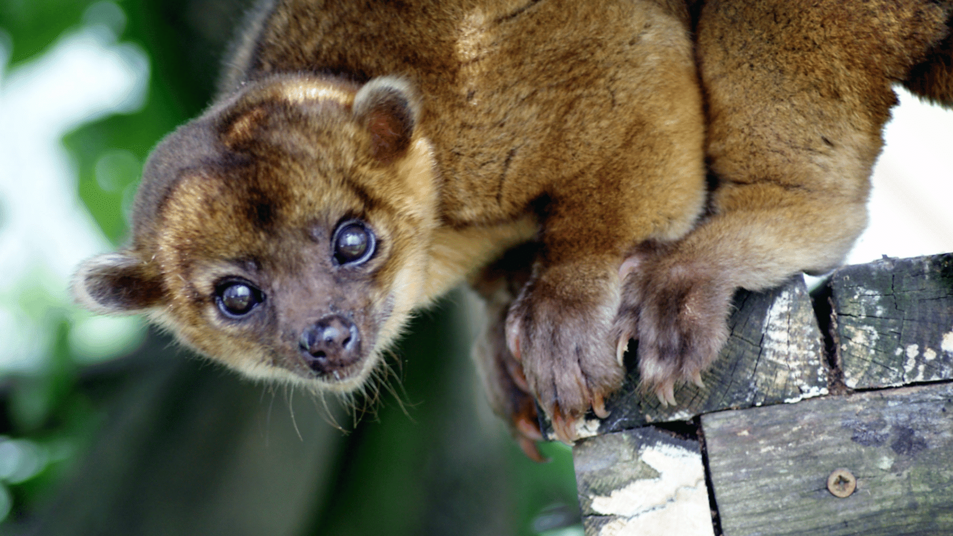 kinkajou climbing on a wooden structure displaying large eyes and soft brown fur in a tropical forest setting