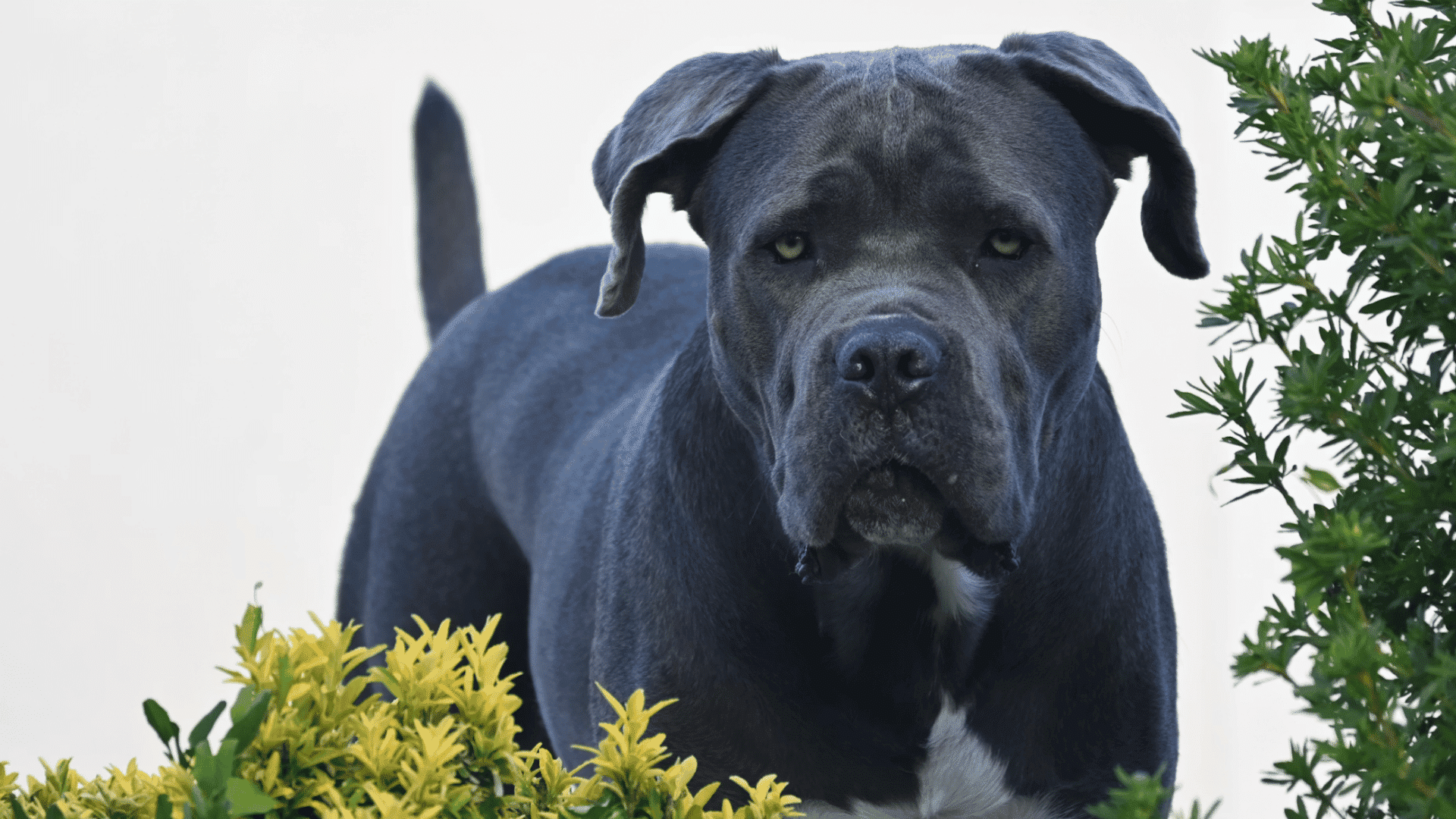 large black dog standing among garden shrubs facing forward with a focused and watchful expression