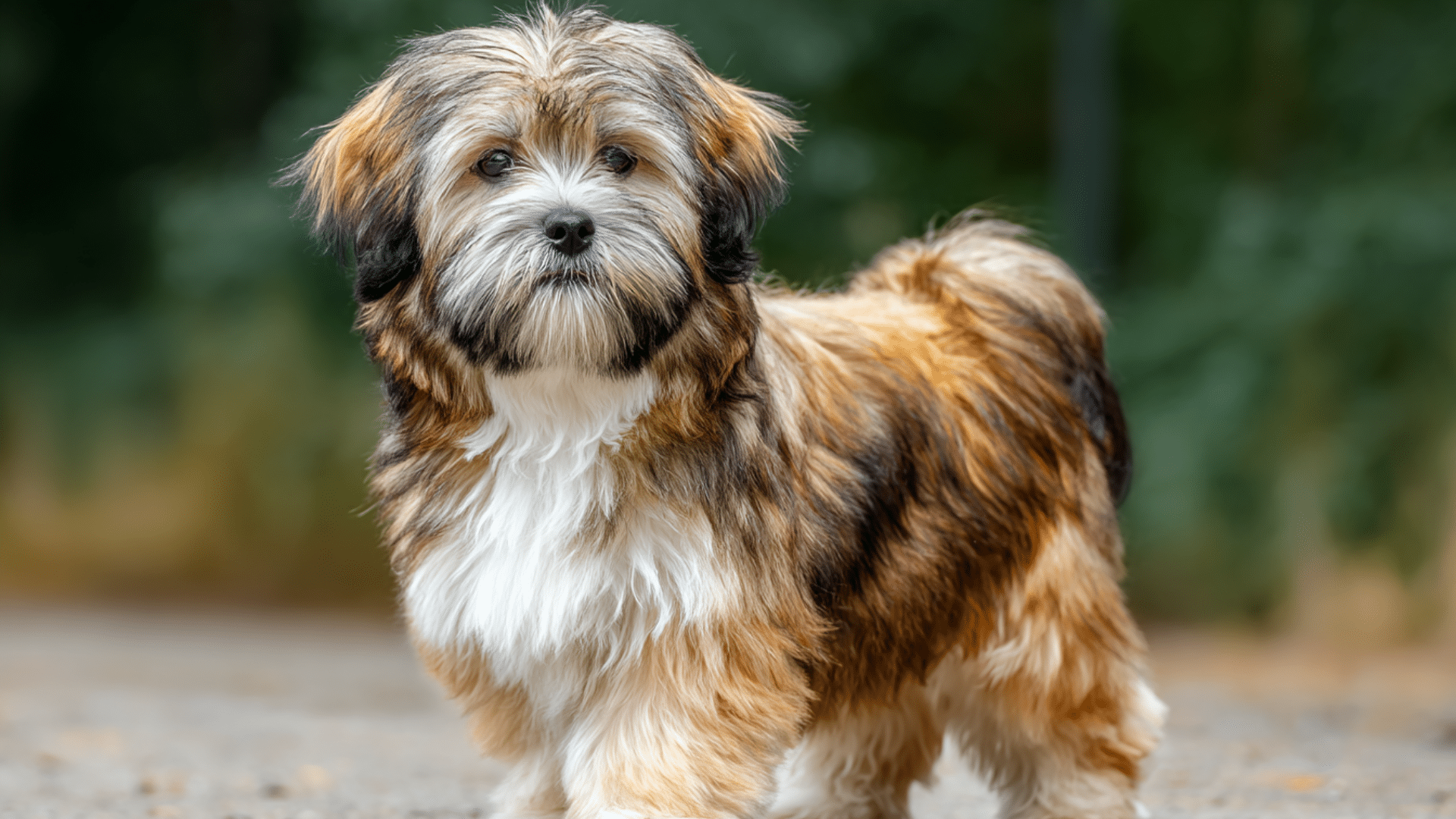 lhasa apso with a slight underbite and long brown and white coat standing on a paved path looking toward the camera outdoors