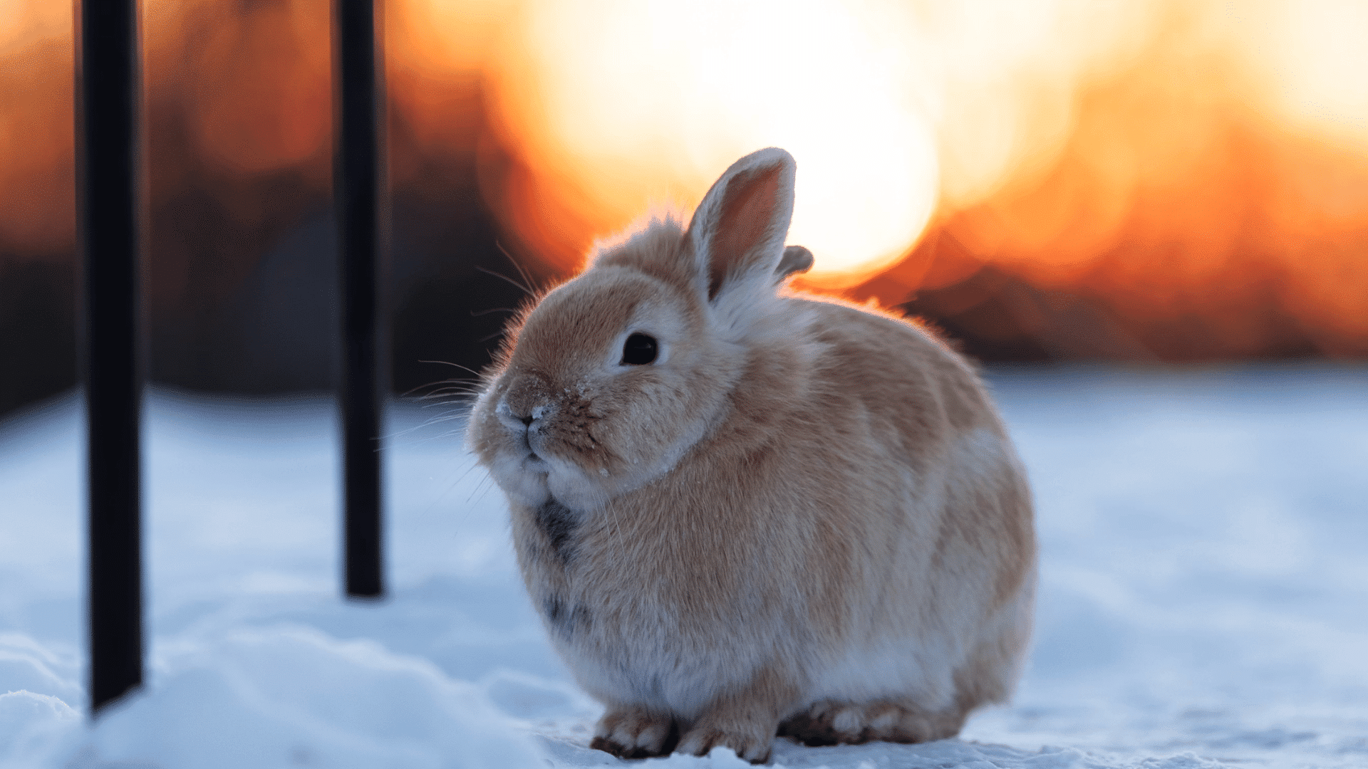 light brown rabbit sitting on snow with a glowing sunset in the background
