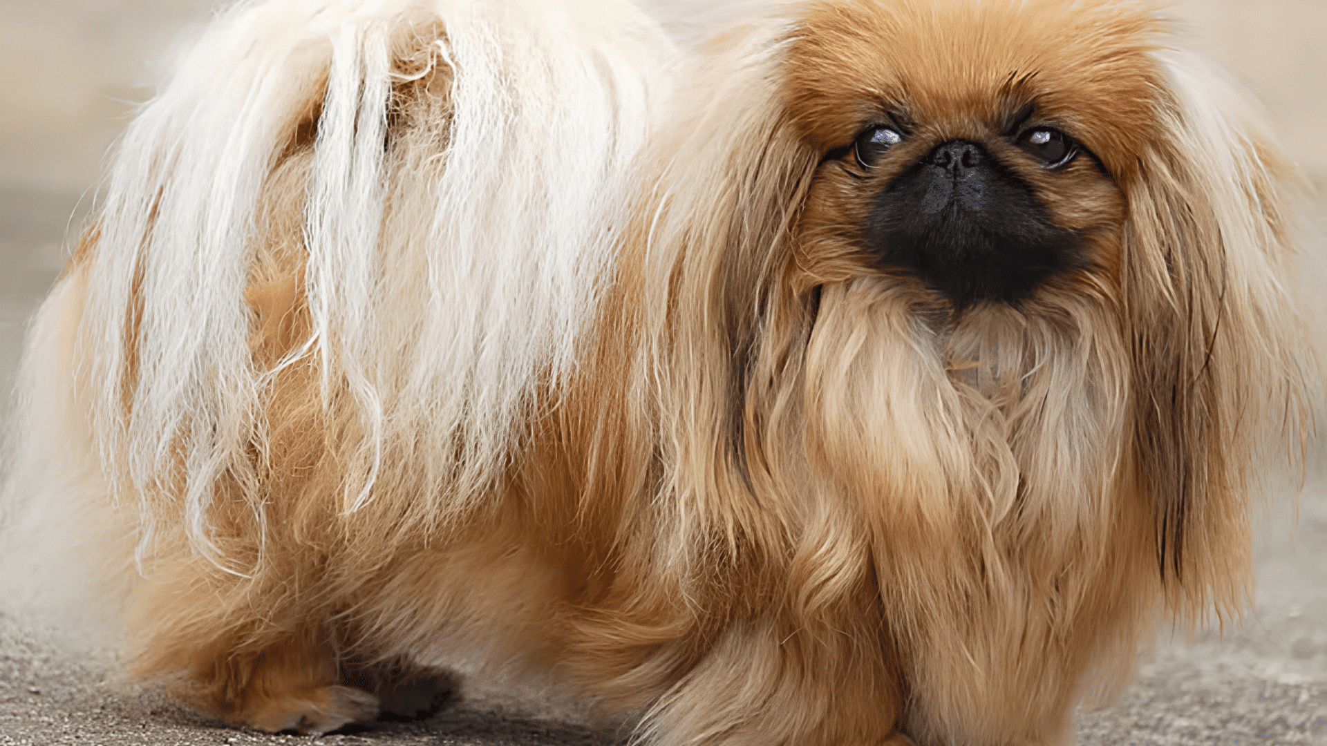 long haired pekingese dog standing outdoors with flowing golden fur