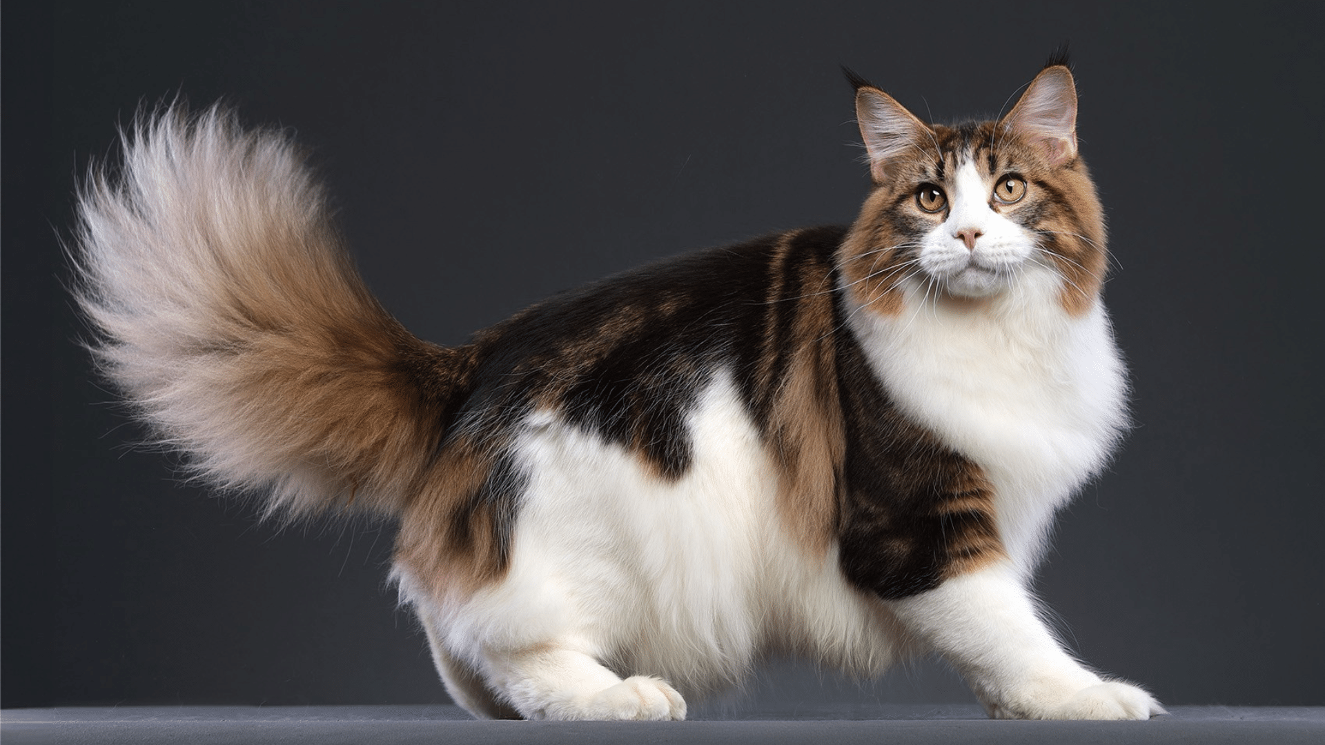 Maine Coon with a thick fluffy coat and bushy tail standing gracefully against a dark background