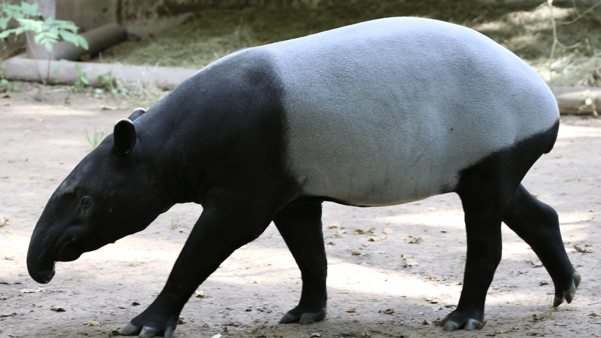 malayan tapir walking across a sandy enclosure displaying its distinctive black and white body pattern in daylight