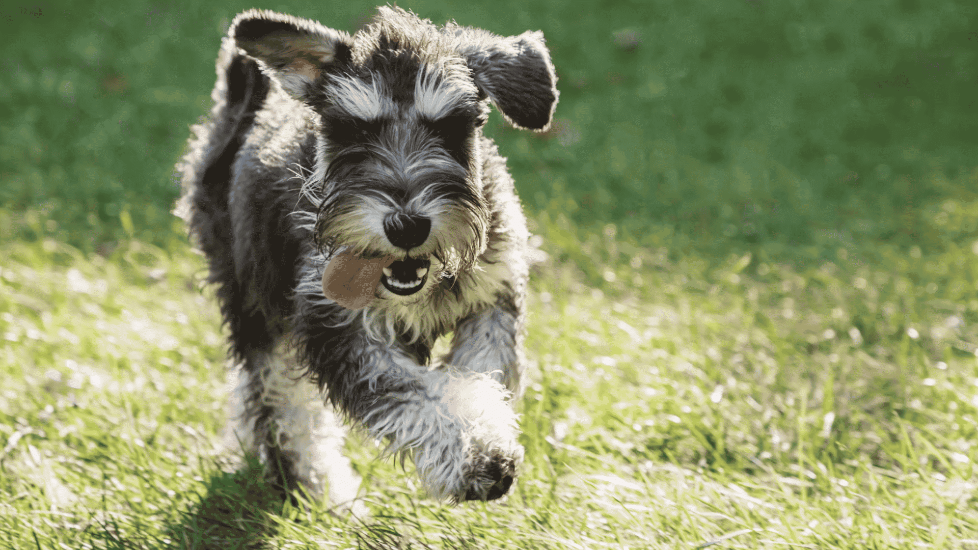 miniature schnauzer running across green grass with its tongue hanging out