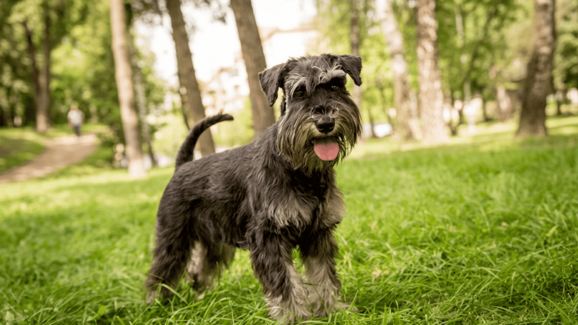 miniature schnauzer standing on green grass in a sunny park with tongue out