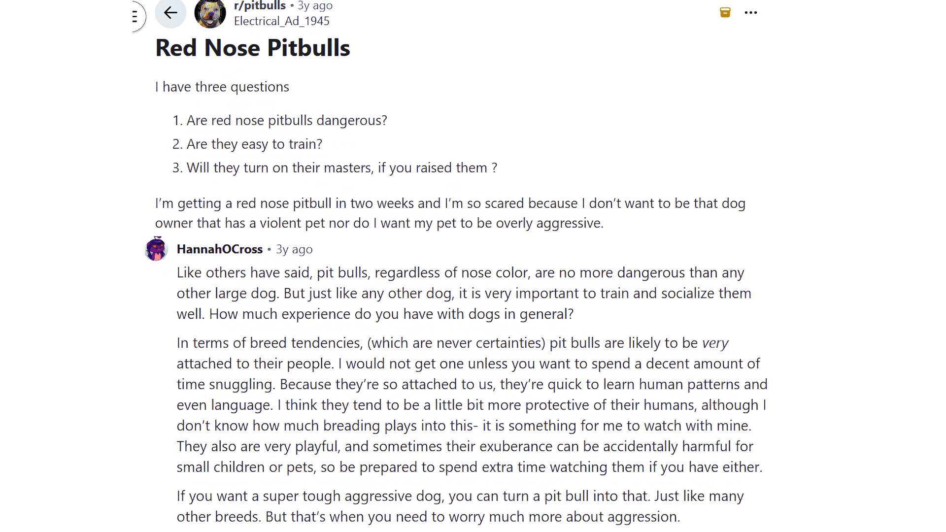 muscular tan pit bull dog standing alreddit post asking if red nose pitbulls are dangerous easy to train and loyalert on pavement with a white chest marking