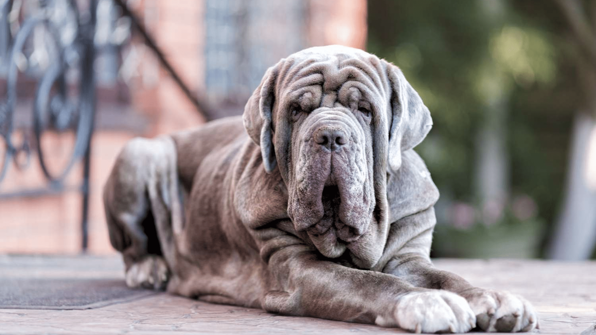 neapolitan mastiff with a slight underbite and deeply wrinkled face lying on a stone patio looking toward the camera outdoors
