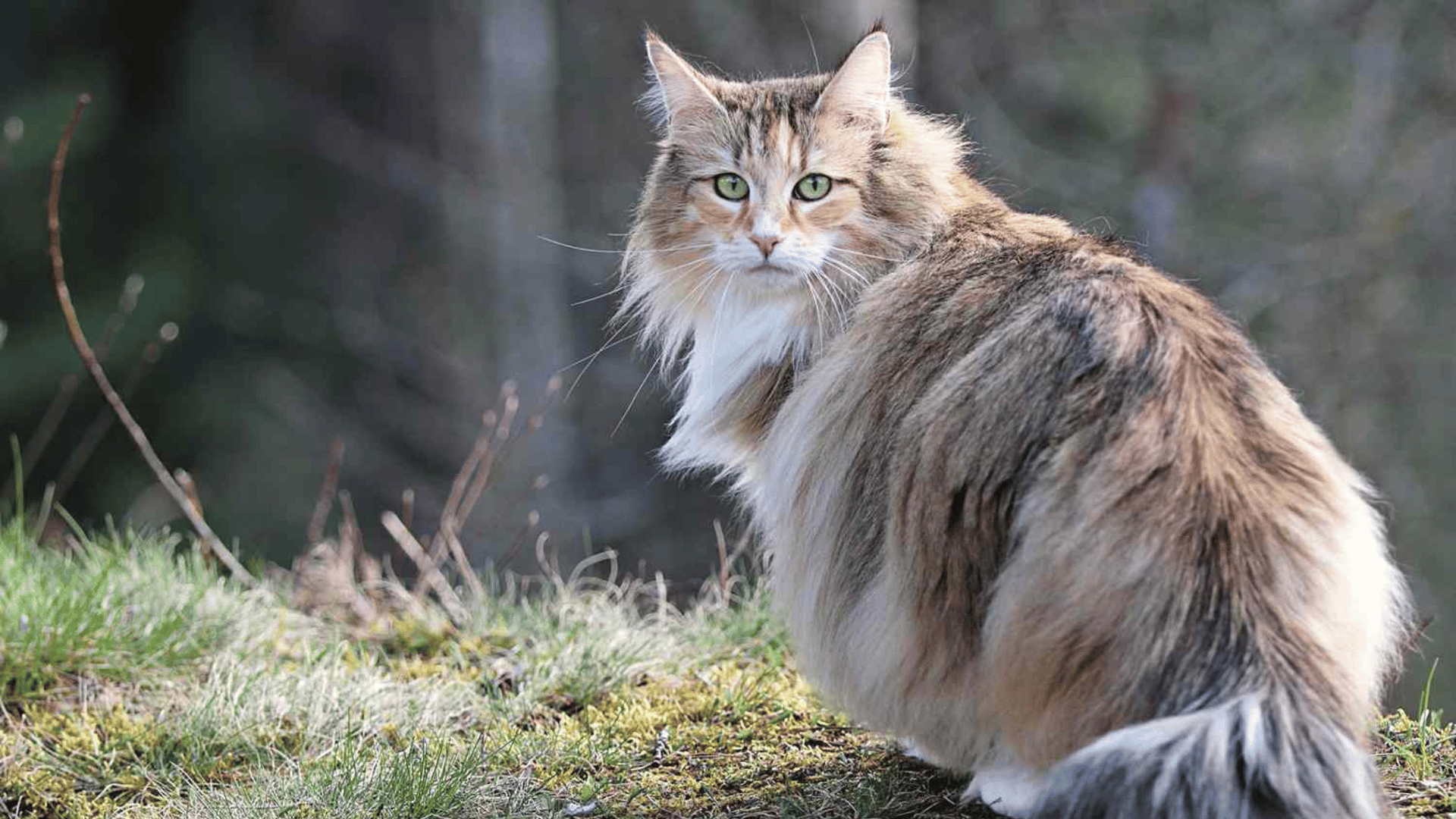 norwegian forest cat with a long thick coat sitting outdoors surrounded by grass and woodland scenery