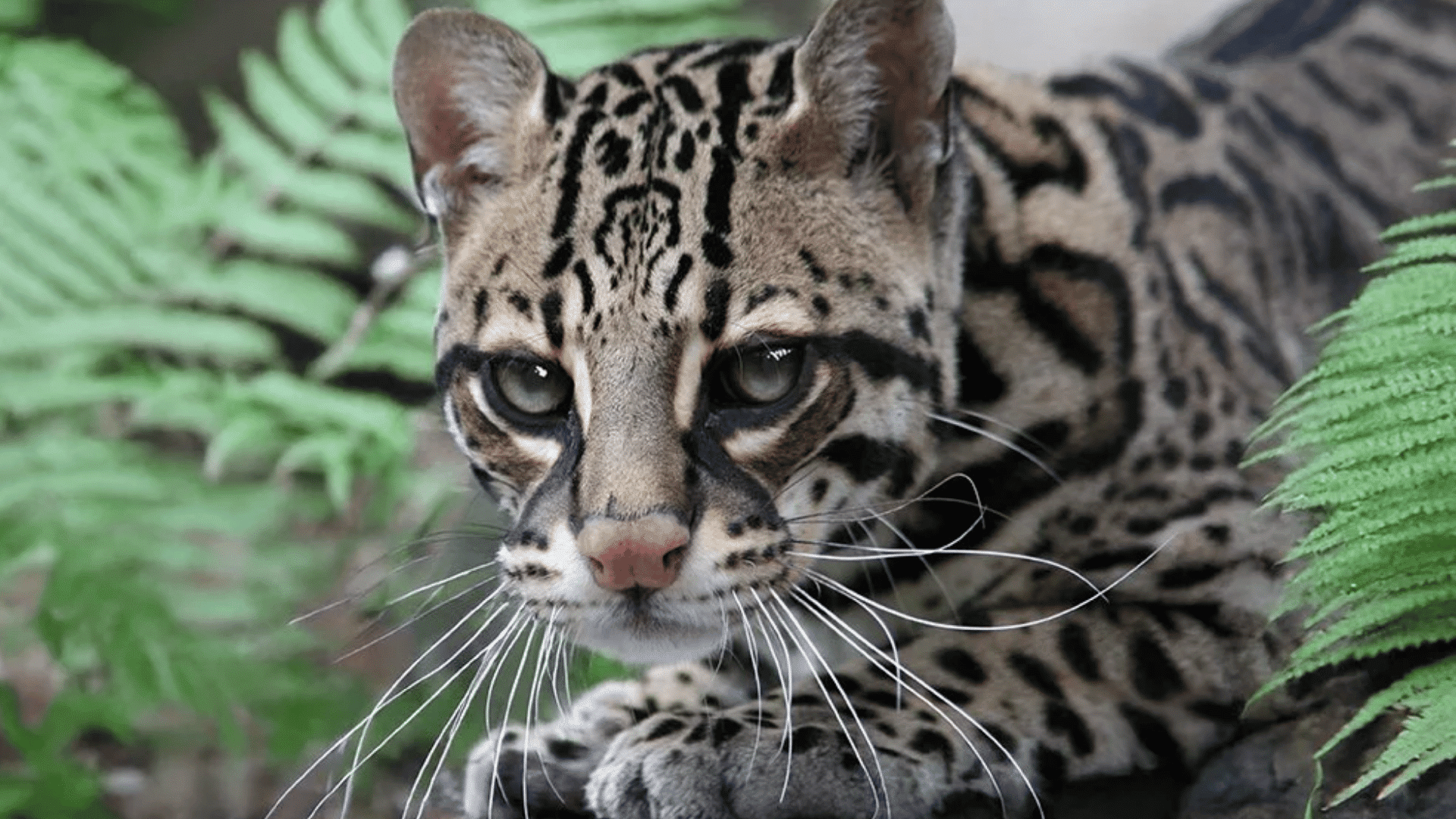 ocelot crouching among green ferns displaying distinctive spotted fur and focused eyes in a dense forest habitat