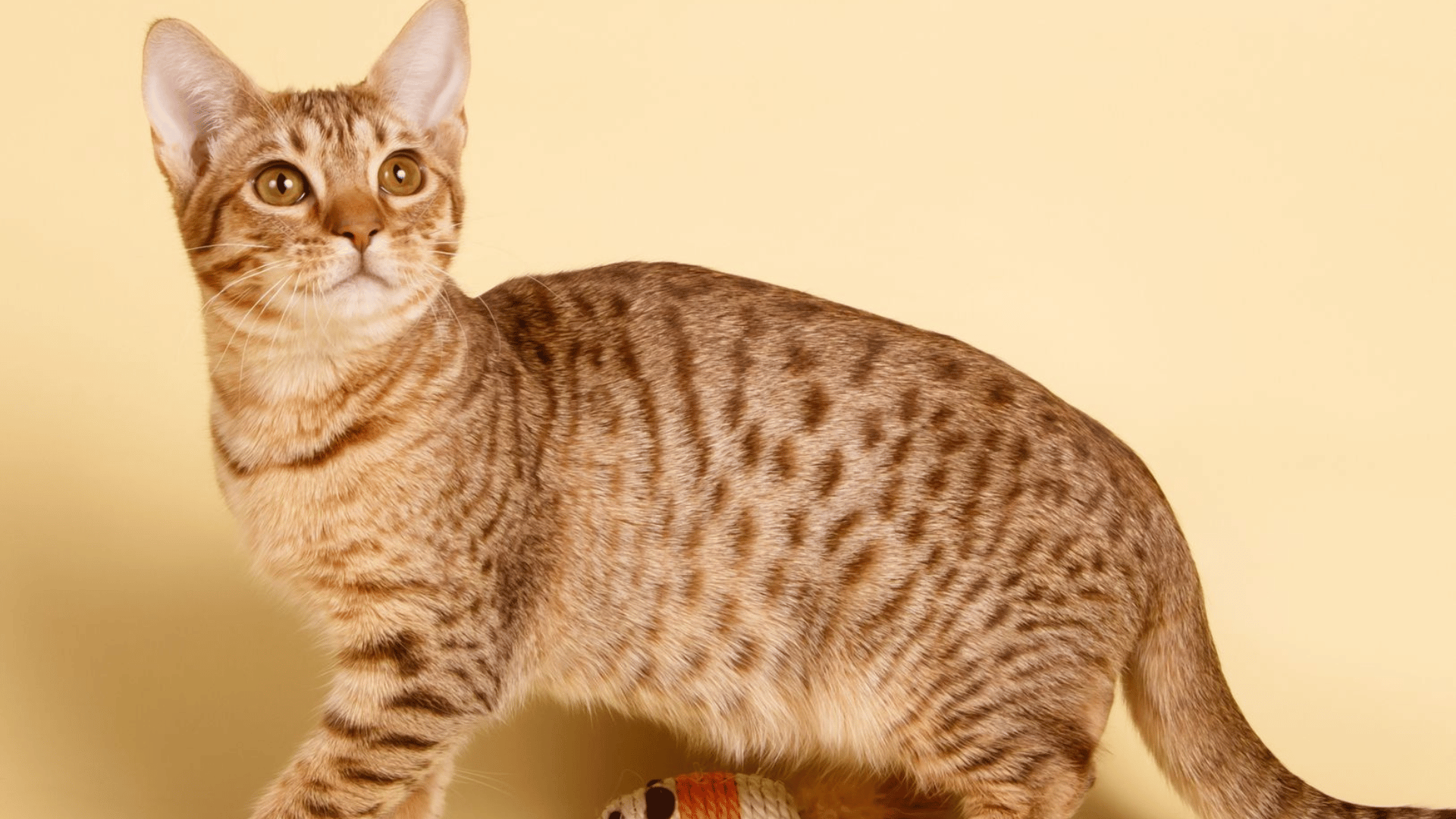 ocicat with a spotted golden coat and large ears standing beside a toy mouse on a light studio background