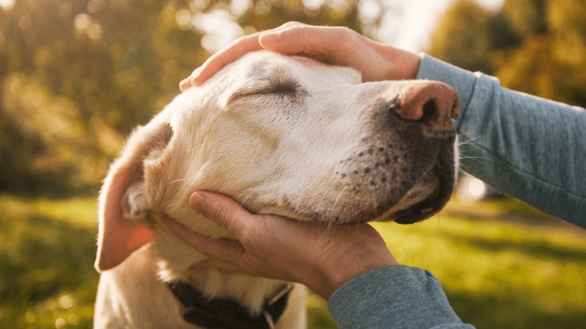owner holding a happy dog close with gentle care creating a warm and comforting bond during quiet time
