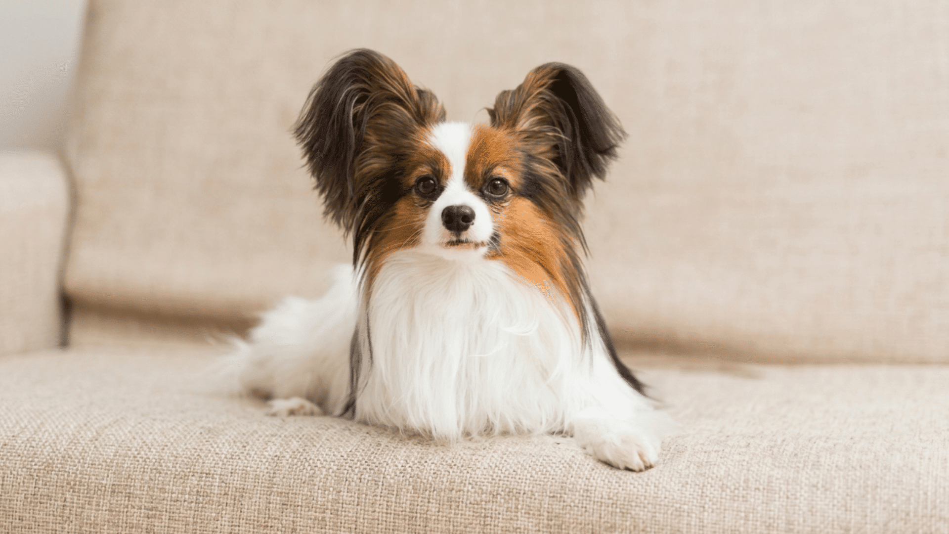 papillon dog lying on a beige sofa with long ears and fluffy white fur