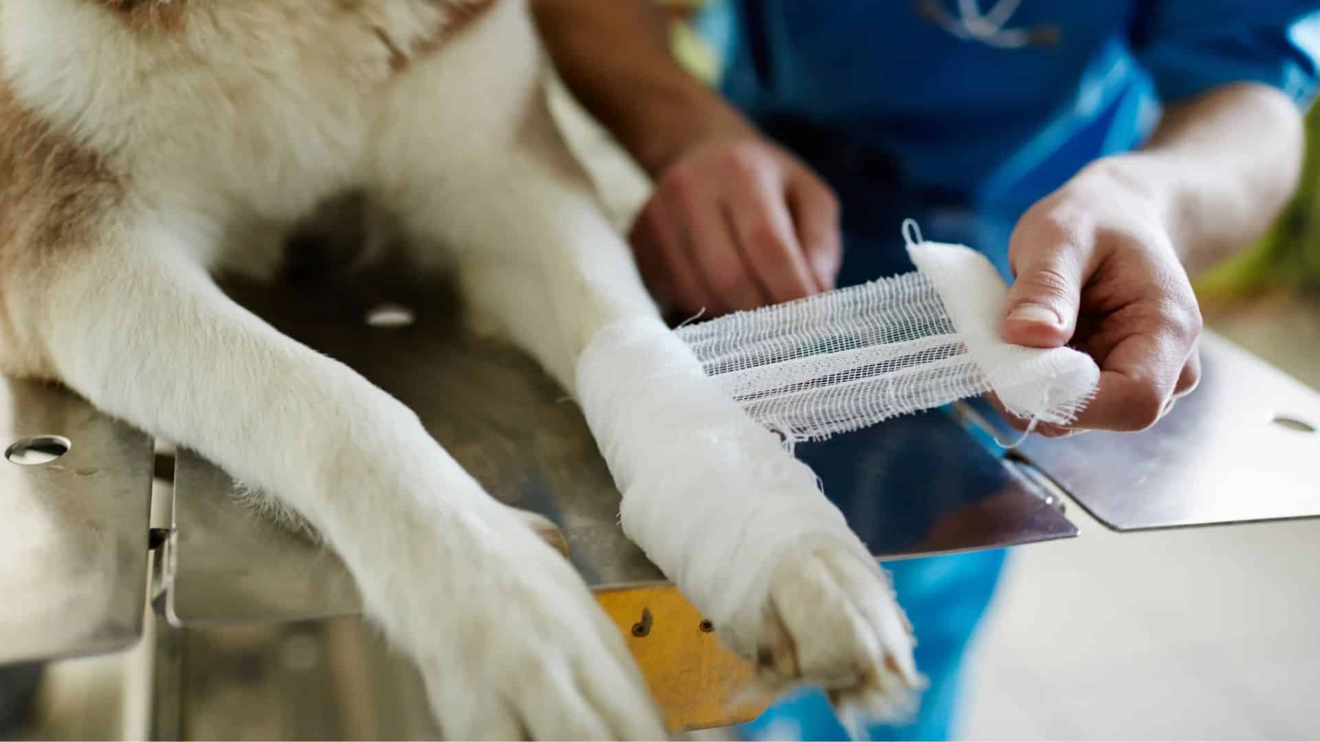 veterinarian wrapping a dogs front leg with a white bandage while the dog rests on an examination table
