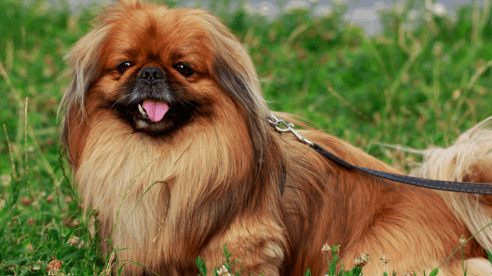 pekingese with a slight underbite lying on green grass wearing a leash panting with its tongue out and looking toward the camera