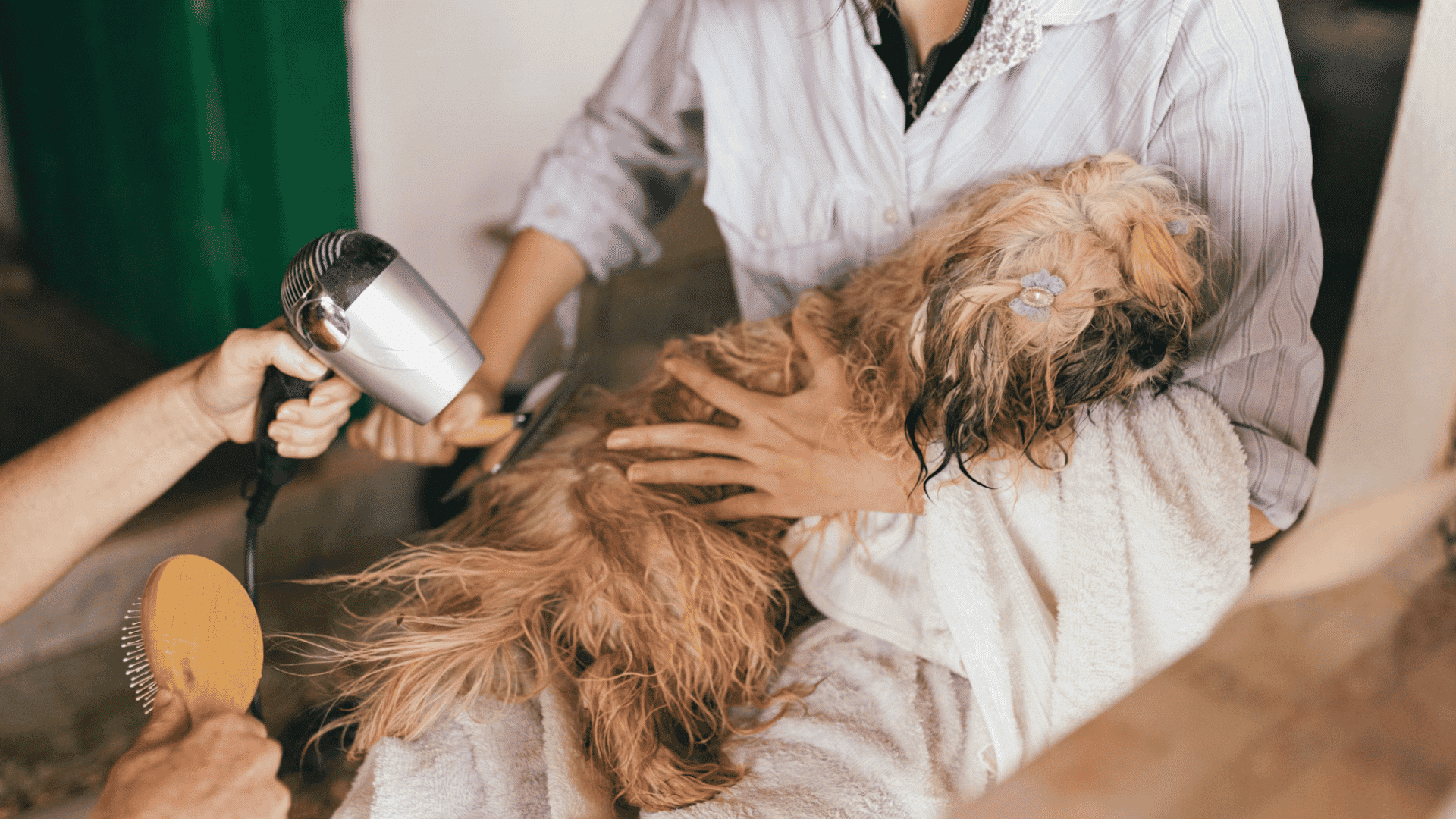 person grooming a small long haired dog with a hair dryer and brush while gently holding the pet wrapped in a towel