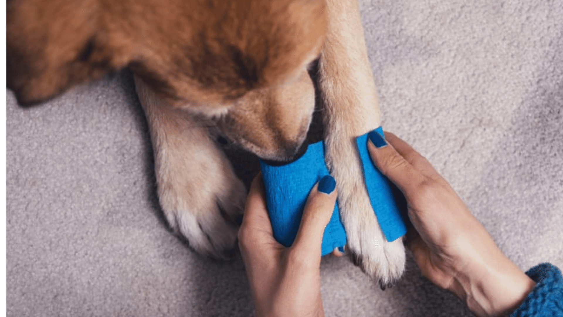person wrapping blue bandage around a dogs front paw while the dog rests on a soft surface during paw injury treatment