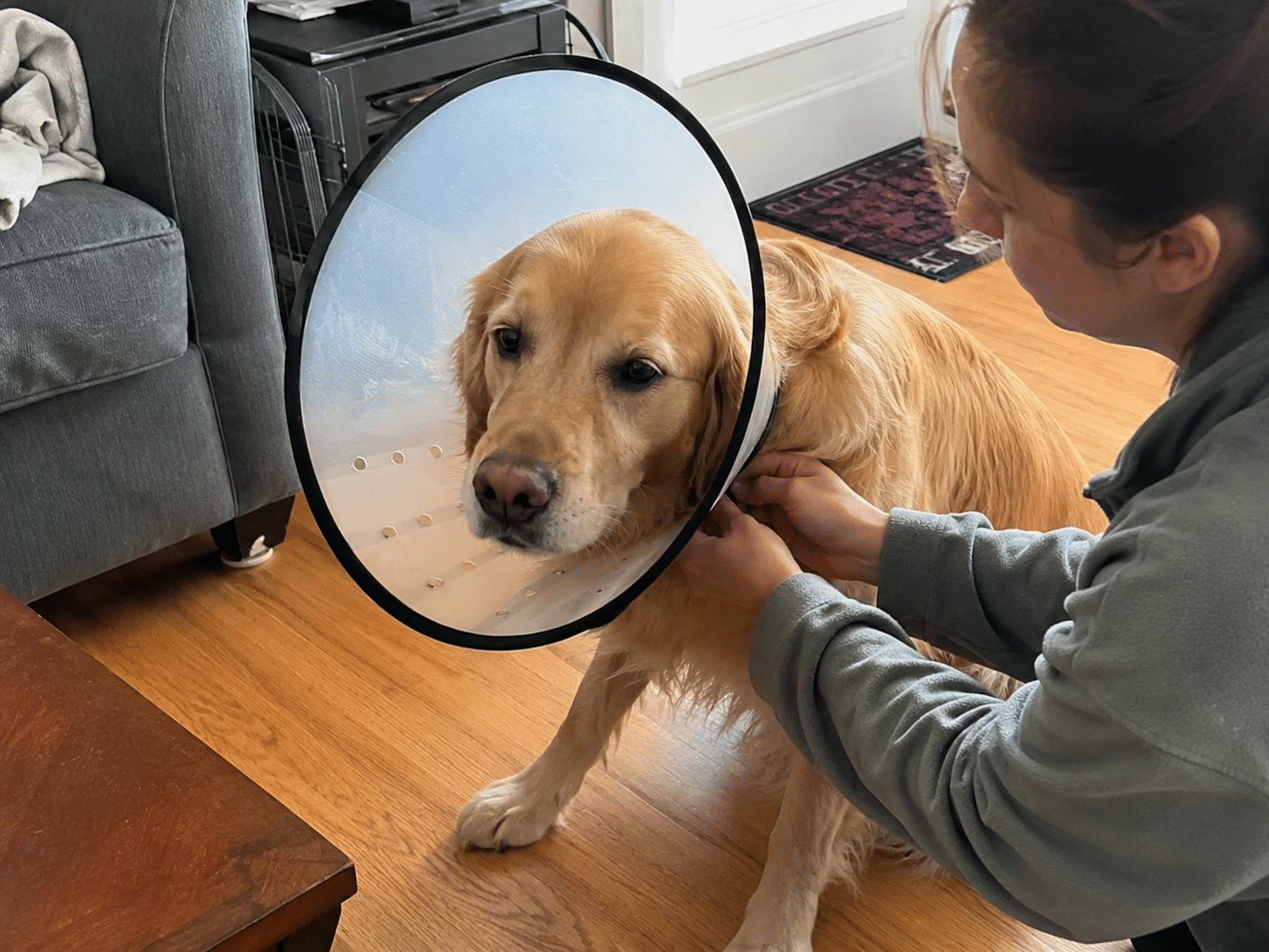 Pet owner placing an Elizabethan collar (cone) on a calm dog before transport