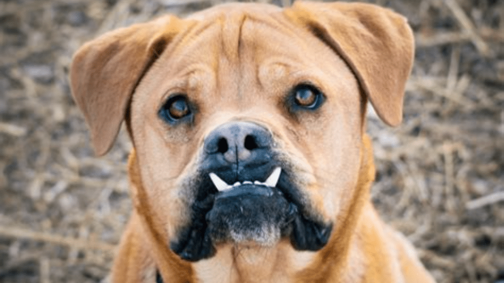 petit brabancon with a pronounced underbite and visible lower canine teeth sitting outdoors wearing a red collar and looking toward the camera