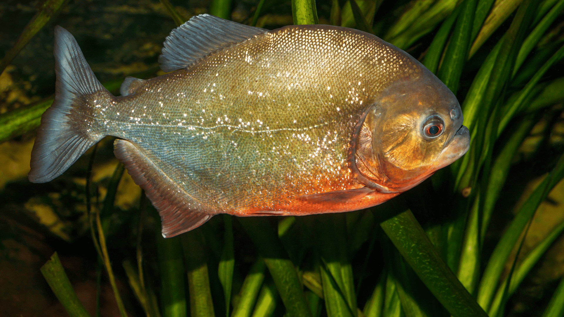 _ piranha swimming among underwater plants displaying a silvery body and orange underside in a freshwater habitat surrounded by vegetation (1)