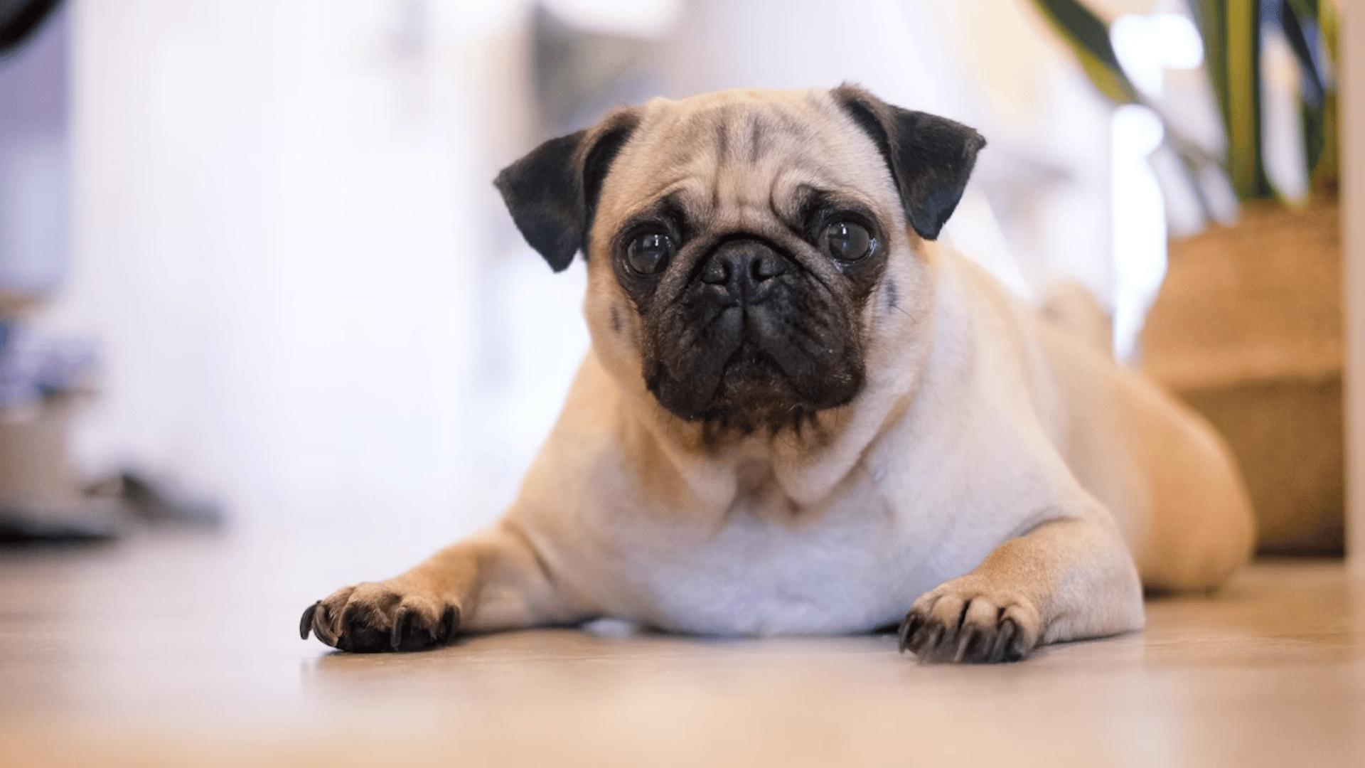 pug dog lying on the floor indoors and looking directly at the camera