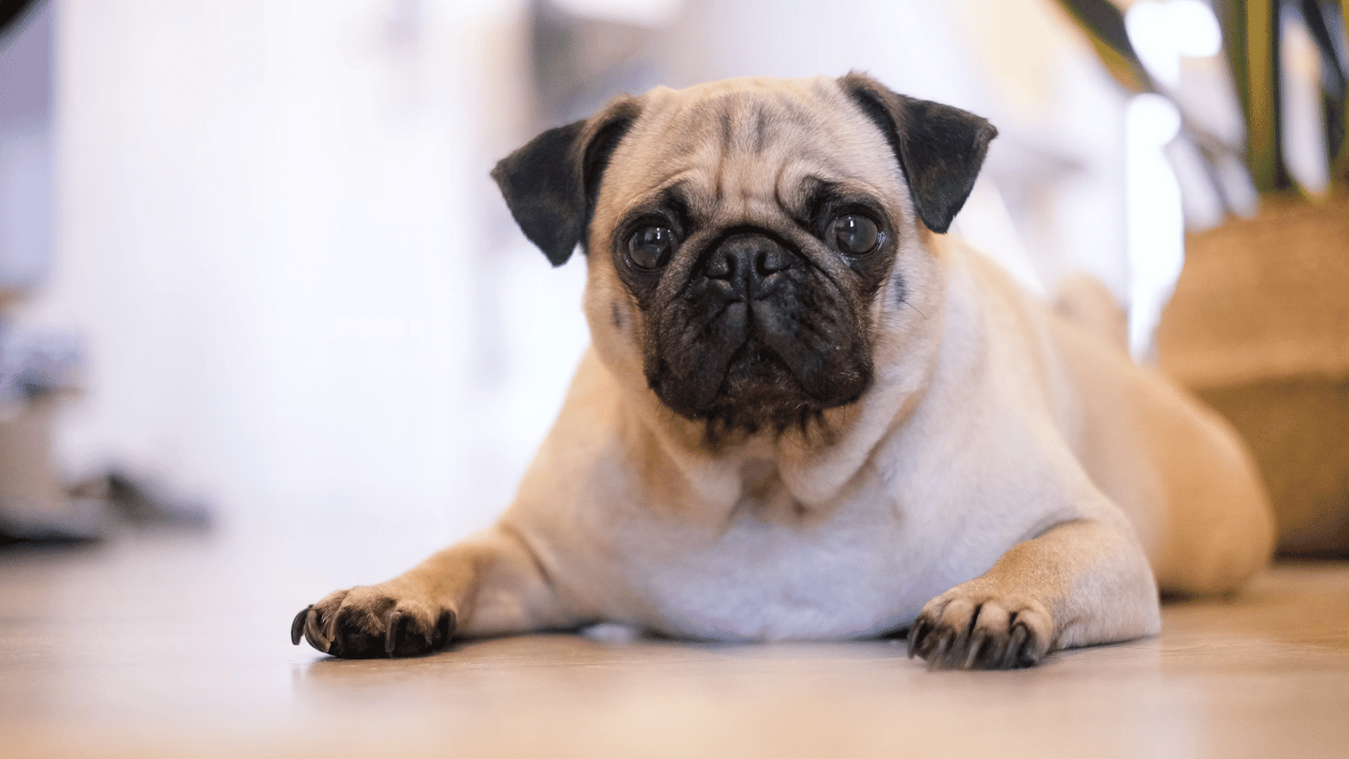 pug lying on an indoor floor facing the camera with large round eyes and a relaxed posture