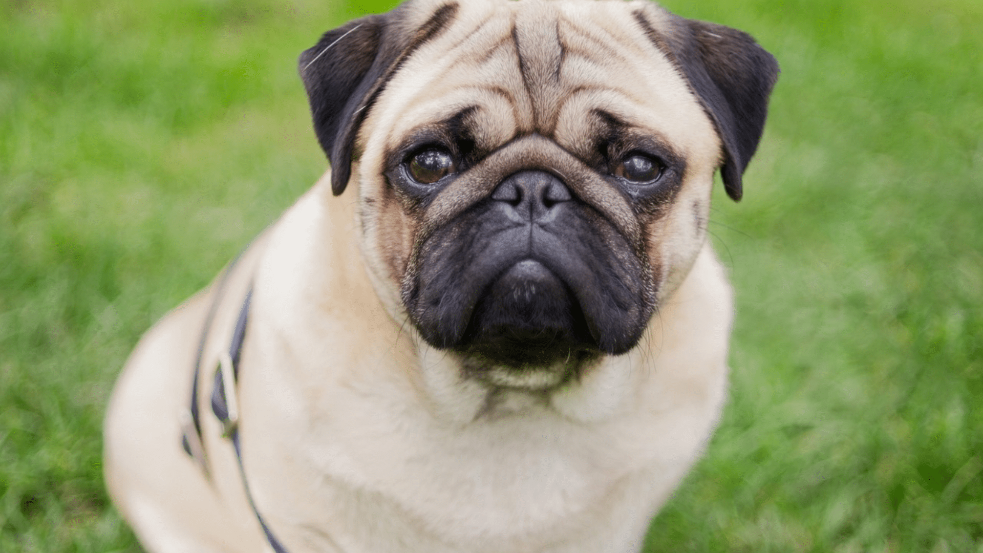 pug with a slight underbite sitting on green grass wearing a black harness and looking toward the camera
