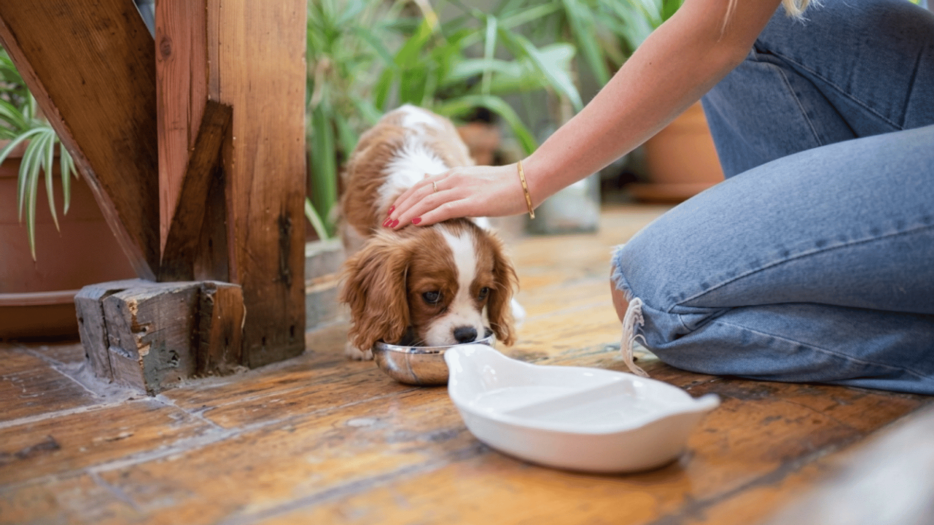 puppy eating from a food bowl while a person gently pets its back beside a water bowl indoors