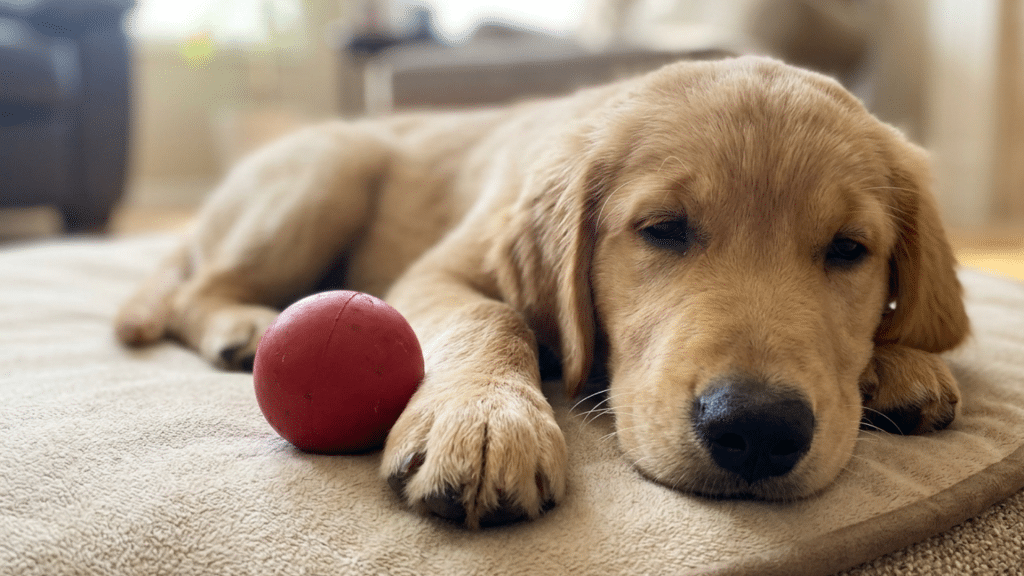 puppy lying beside a red ball on a soft rug indoors looking sleepy and relaxed in a cozy home setting