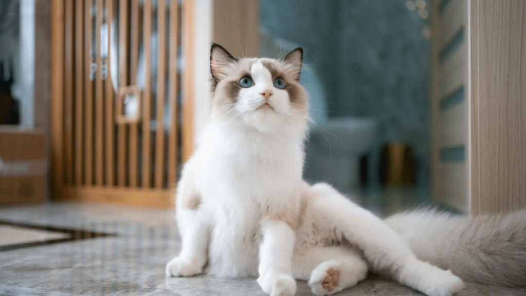 ragdoll cat with blue eyes sitting on a polished floor inside a modern home with a fluffy coat and long tail