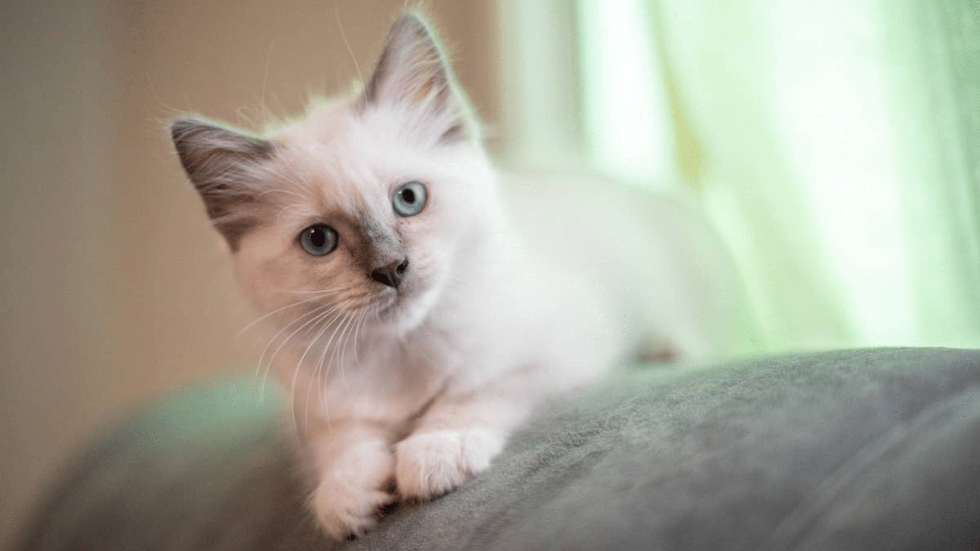 ragdoll kitten with blue eyes resting on a soft cushion looking curiously toward the camera indoors