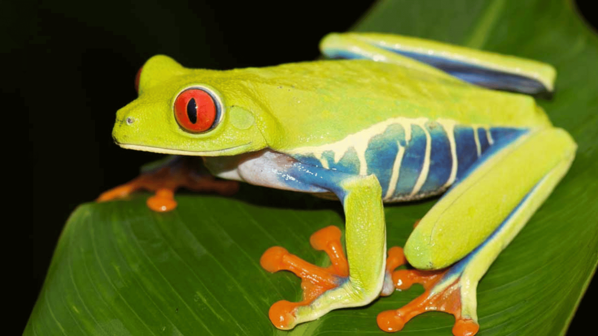 red eyed tree frog resting on a broad green leaf displaying bright red eyes striped blue sides and orange feet in rainforest foliage