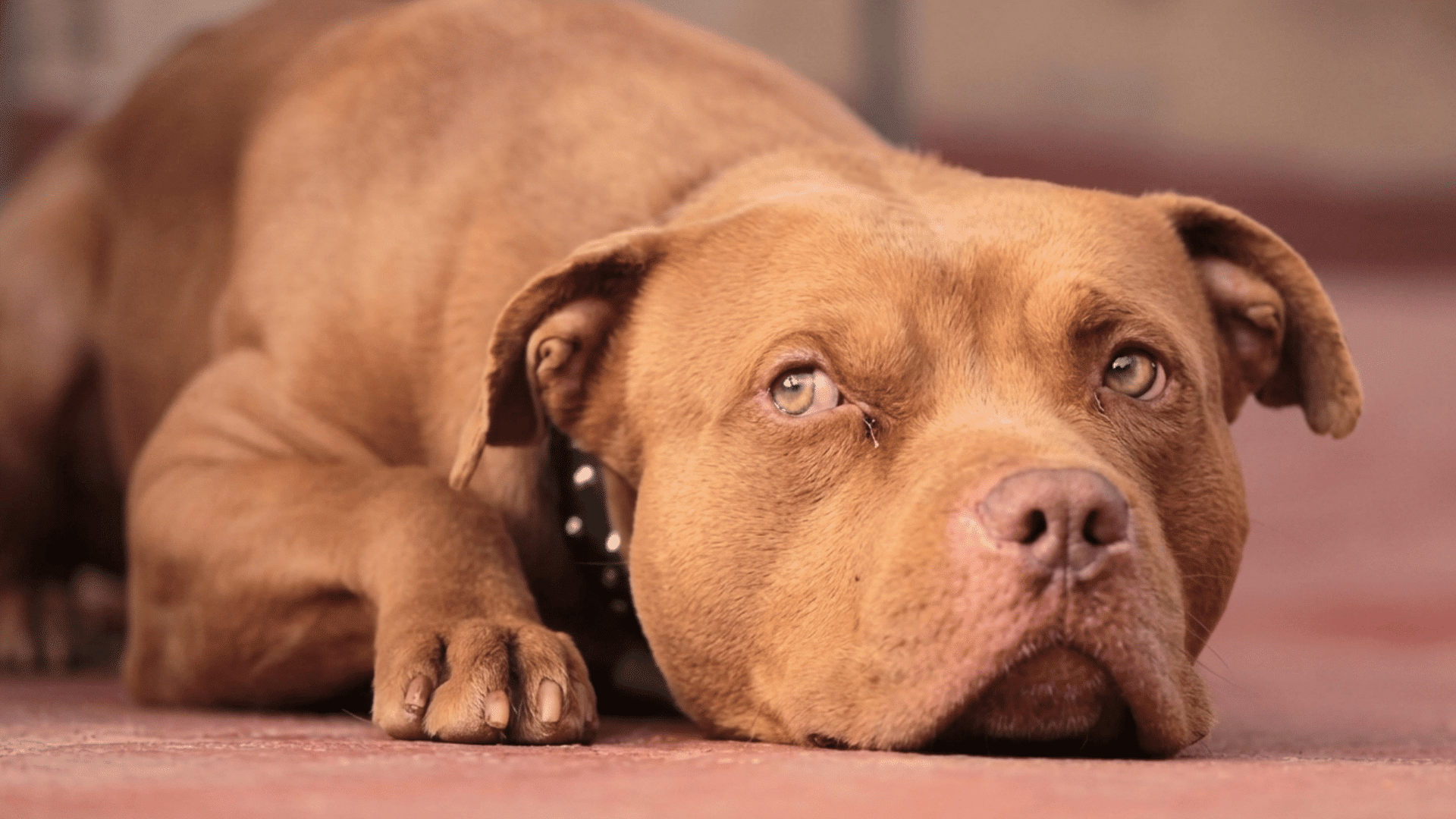 red pit bull lying on the ground looking forward with a calm expression