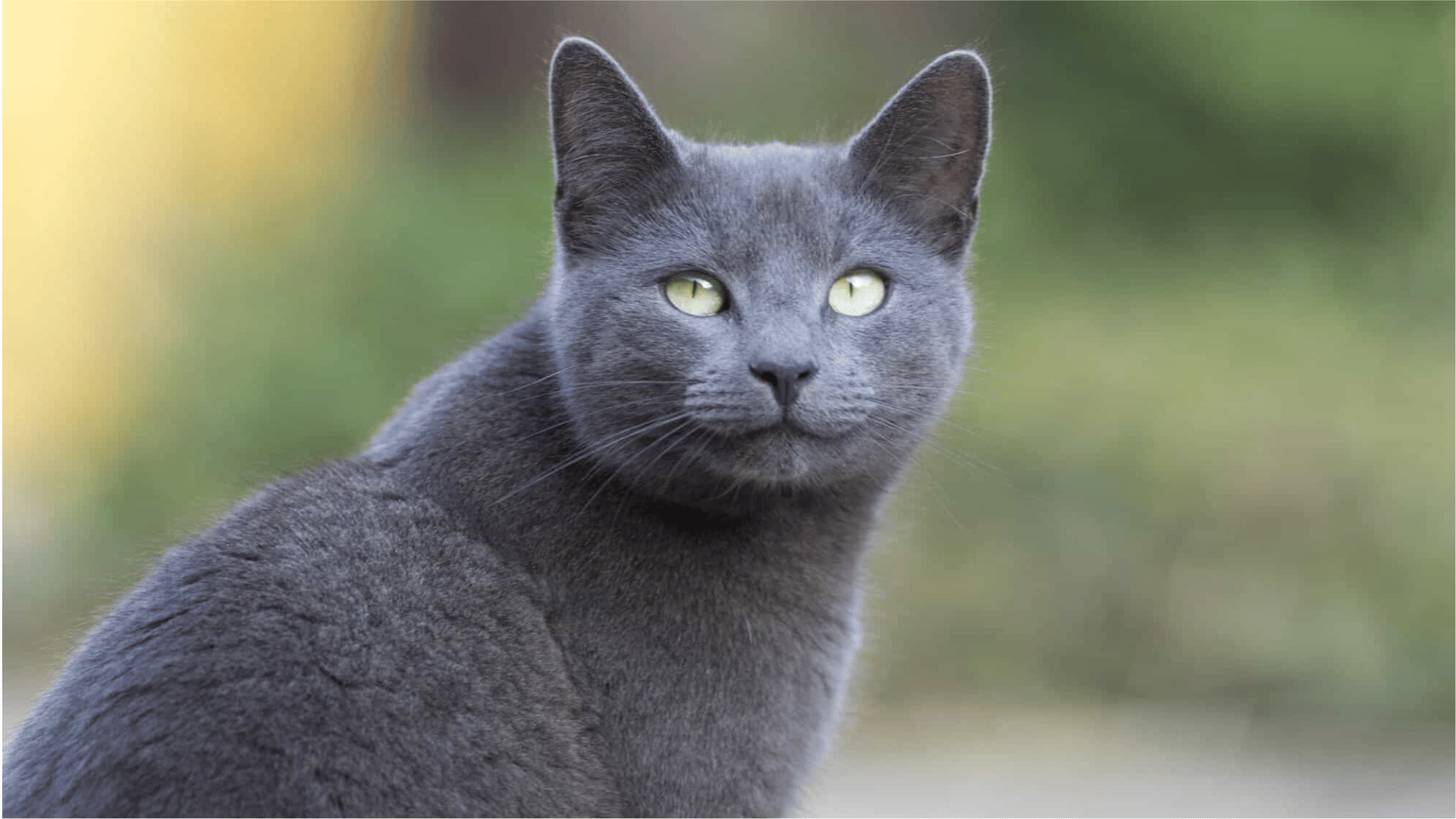 russian blue cat with a sleek gray coat and green eyes sitting outdoors with a blurred natural background